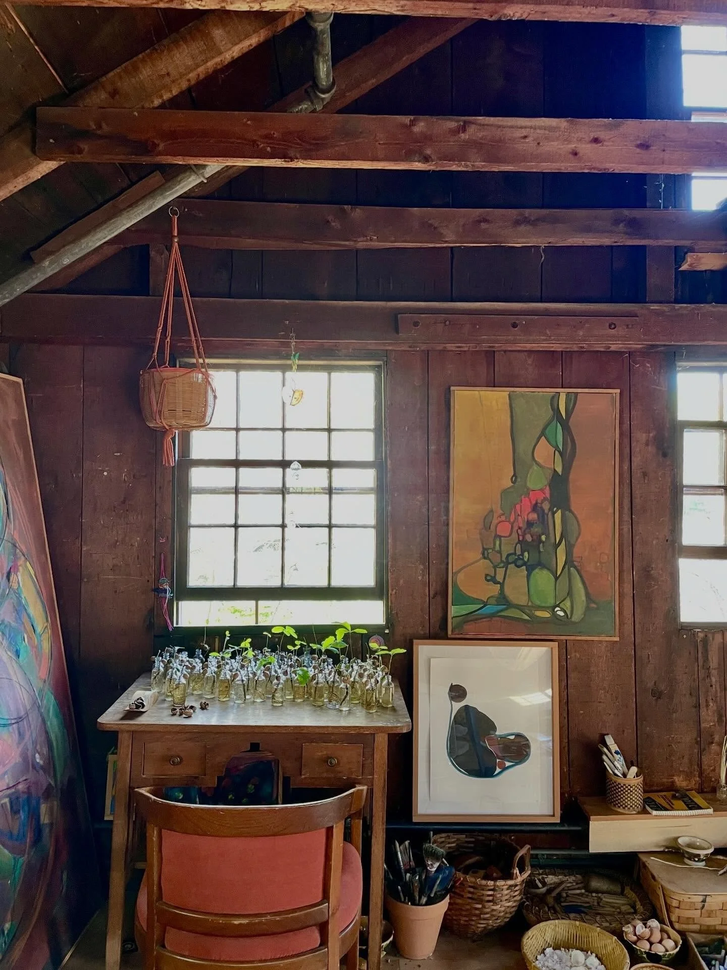 Mast Fruiting, a work in progress by Eva Zasloff: sprouted acorns growing in glass bottles on a wooden desk by the window in the Barn at Schwamb Mill, Arlington, MA, 2026