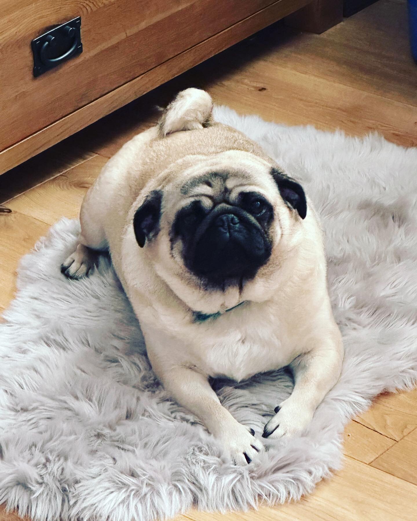 Home Comforts! 🐾🐶🐾 
A good fur rug is just the job for a resting pug!! 
Anyone else have pooch that loves the luxuries? Photos please? 🙏🐾