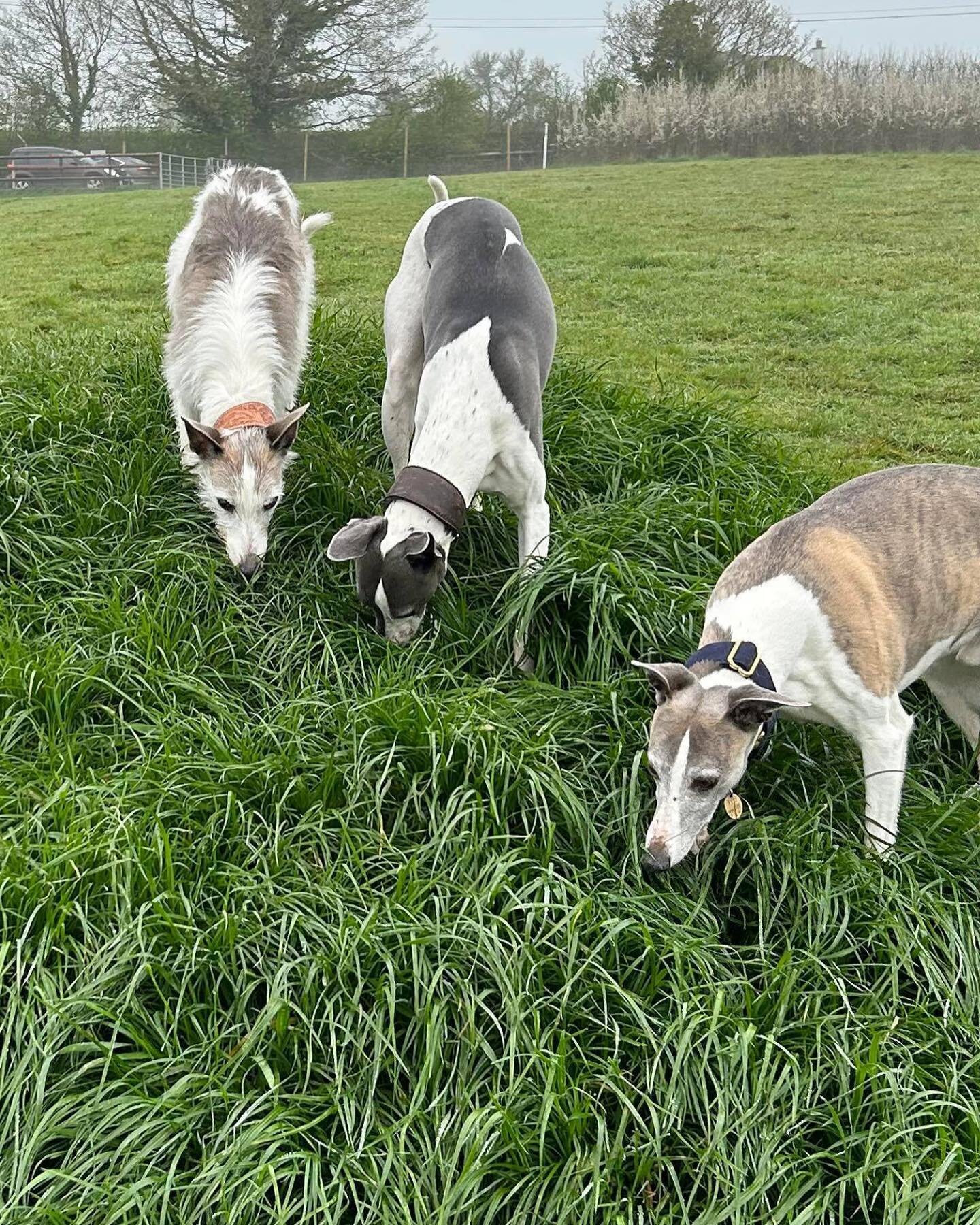 Bluey, Dan &amp; Walter had lots of Foggy Fun @ the Meadow yesterday!!!
Freedom they don&rsquo;t usually have. A 5 acres to frolic, forage, smell &amp; run!! 
🐾🐾🐾🐾