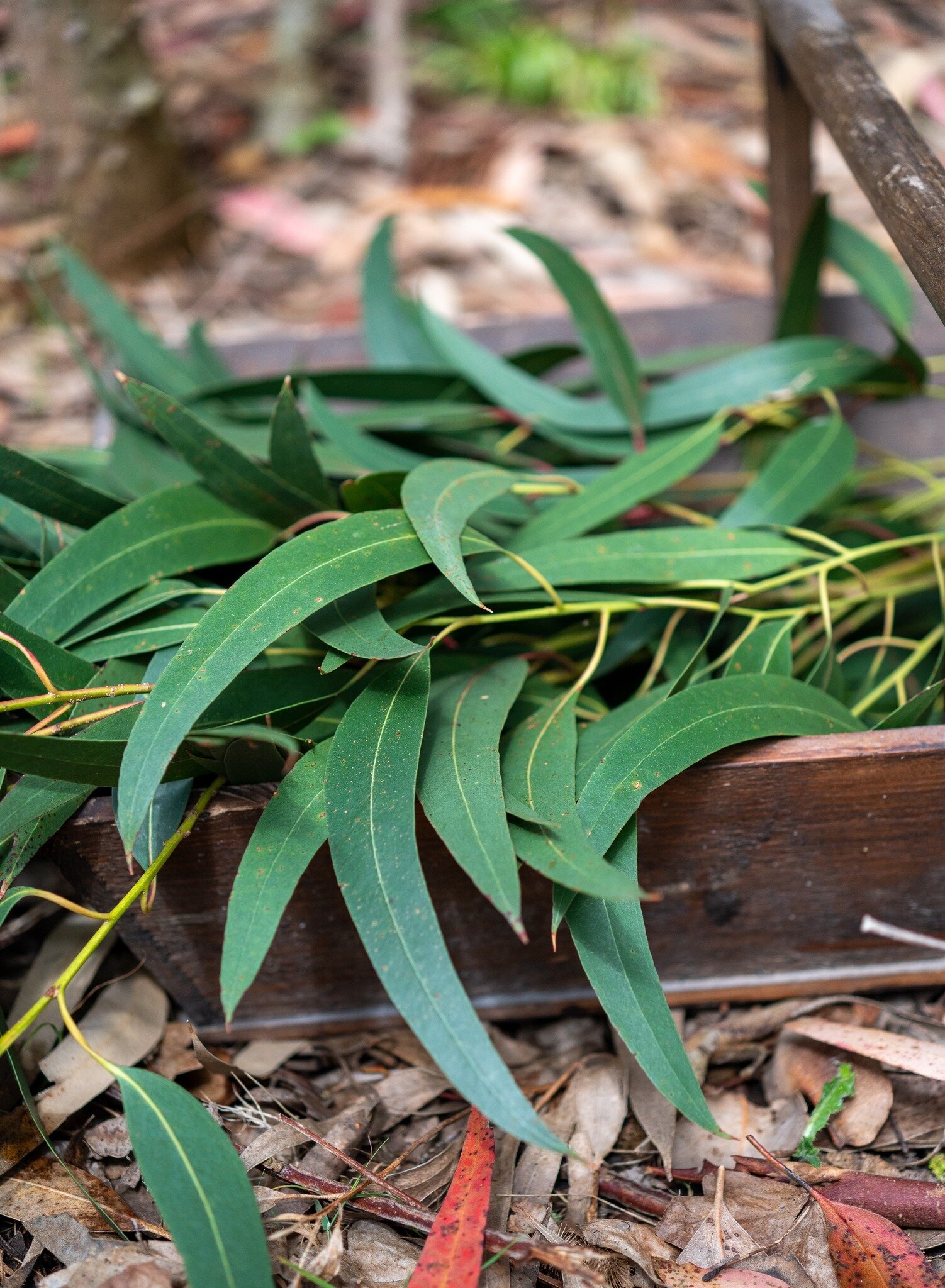 Merry Twixmas everyone from Hill Hassall Botanics.

Feeling a bit chilly? Remember the warming properties of eucalyptus;  combine our all natural, Island-made cordial with hot water and maybe some fresh orange juice for a winter pick-up.

Fancy a ref