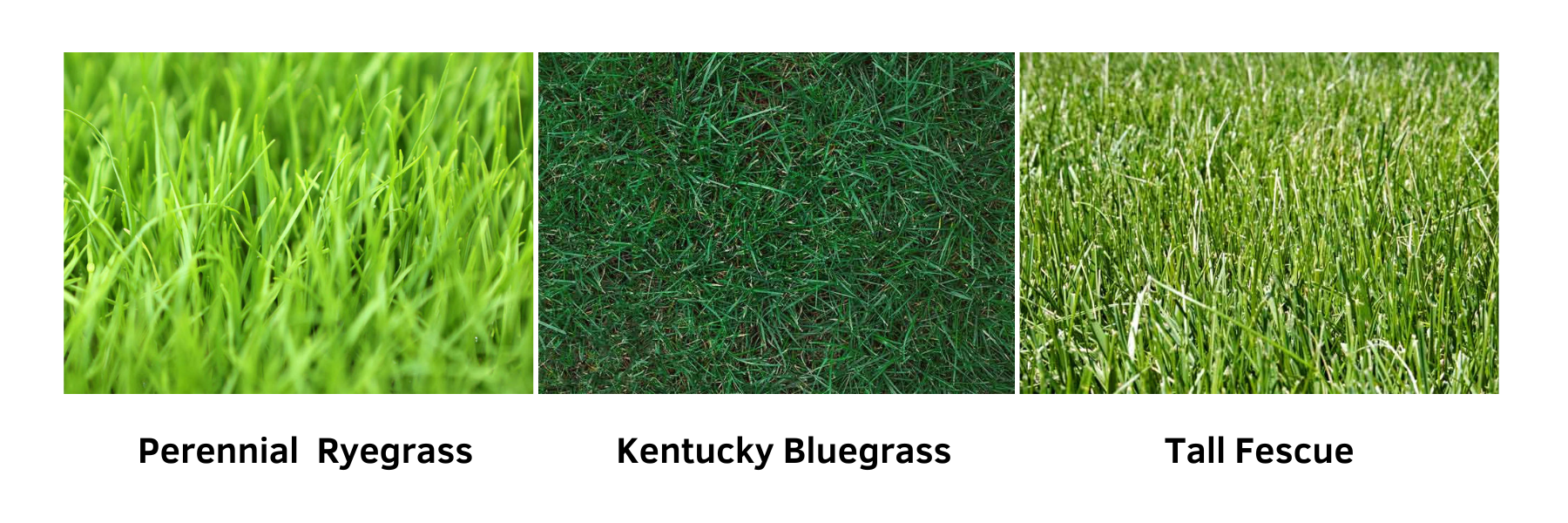 Selecting The Right Grass Seed For Your Des Moines Area Lawn — Urban