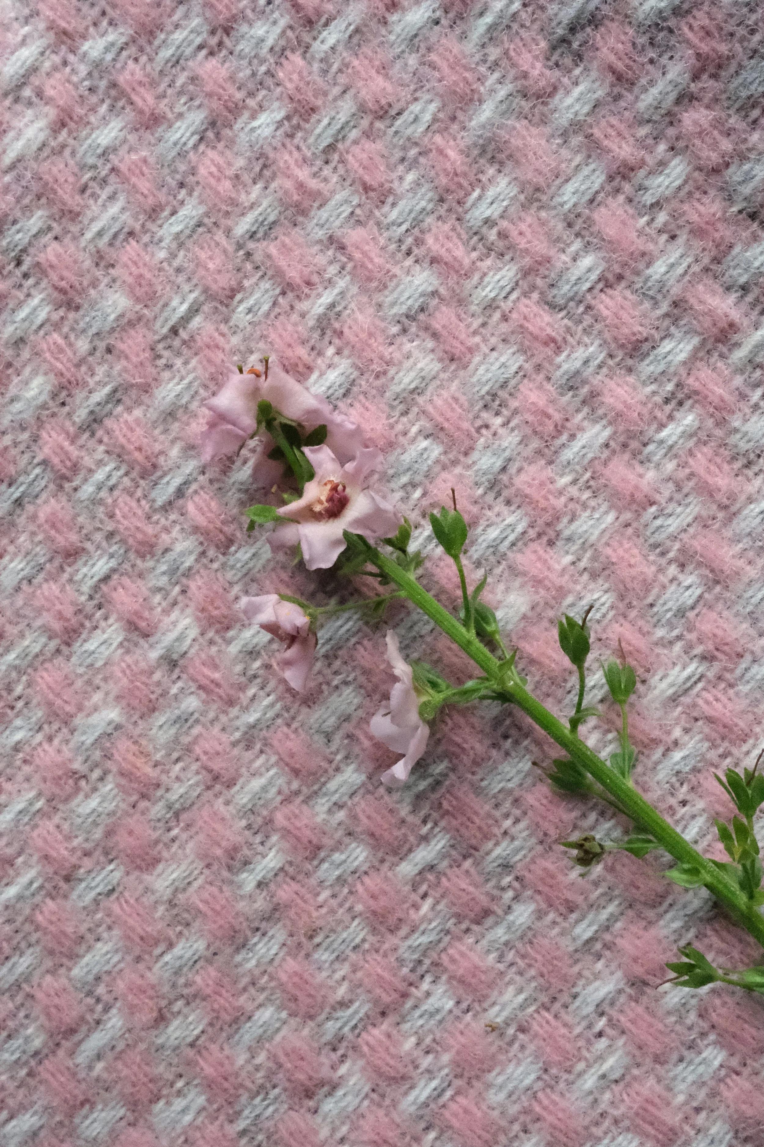 DSCF4955.JPG