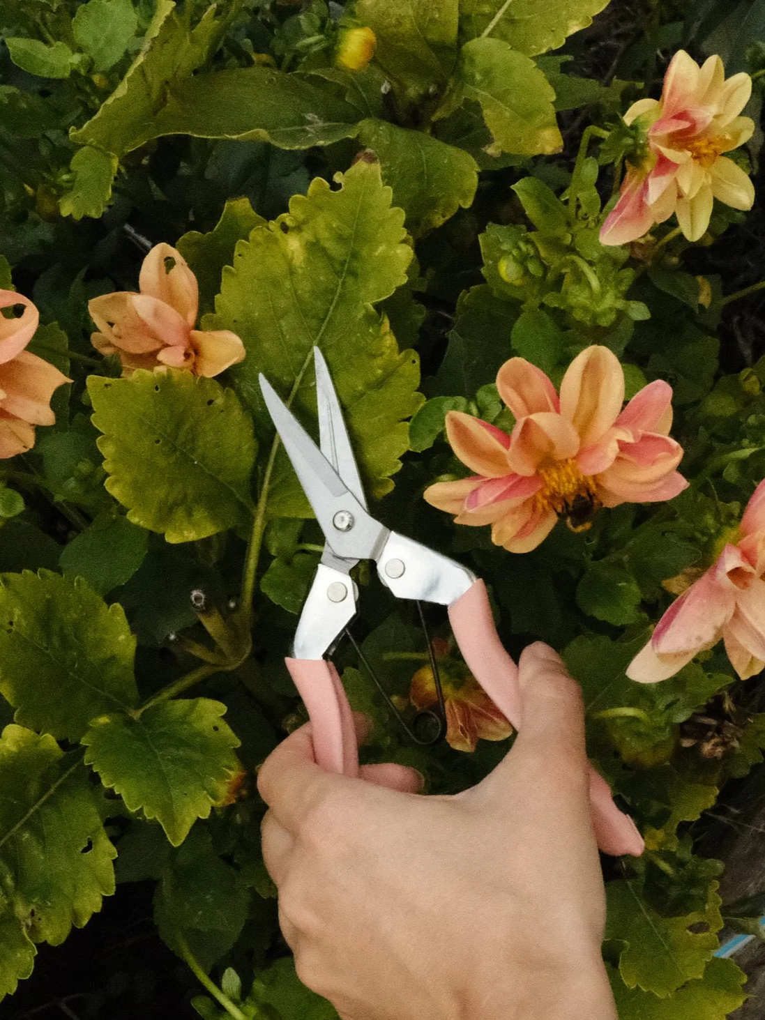 Fruit & Flower Snips