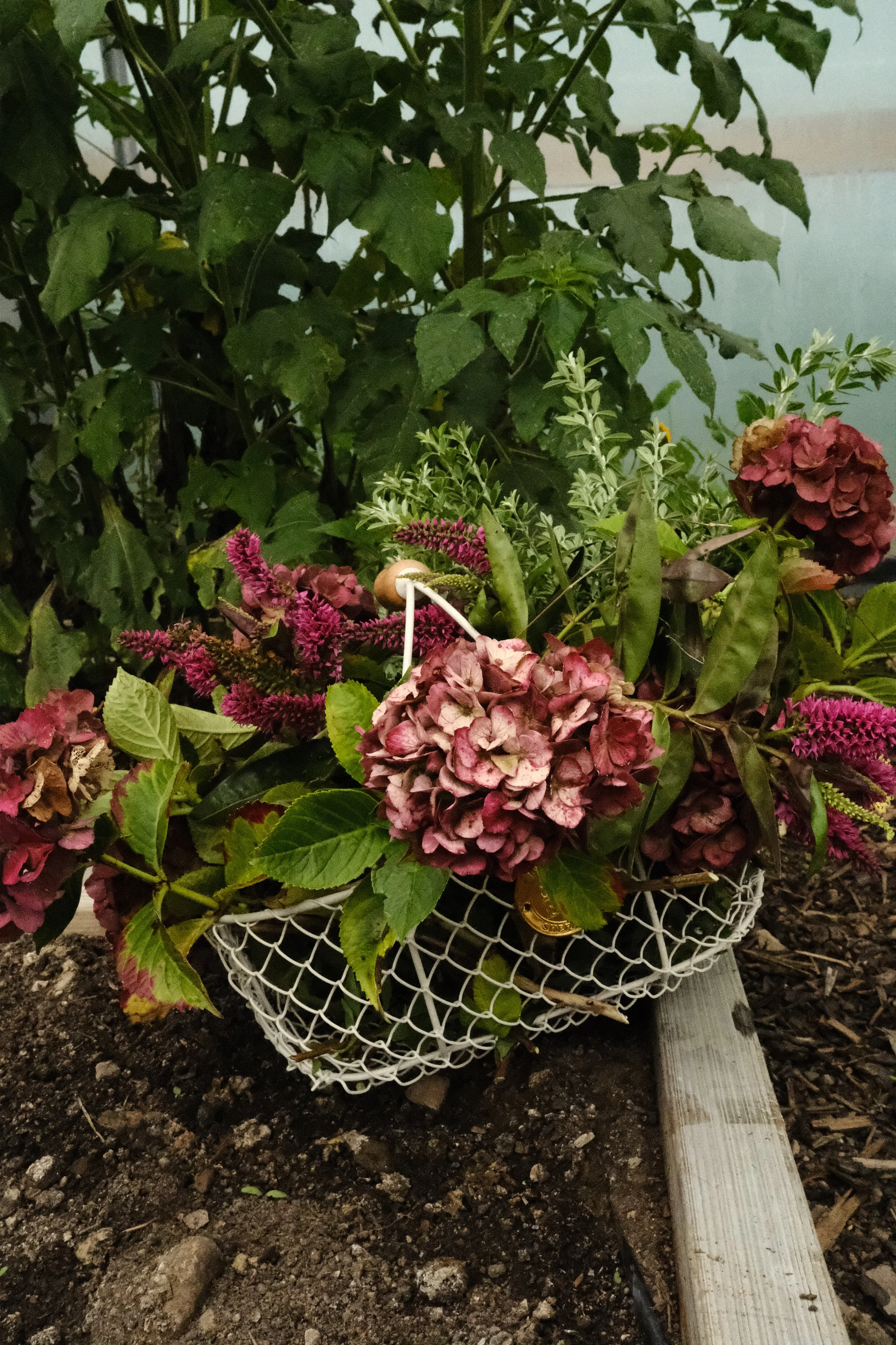 Harvest Basket