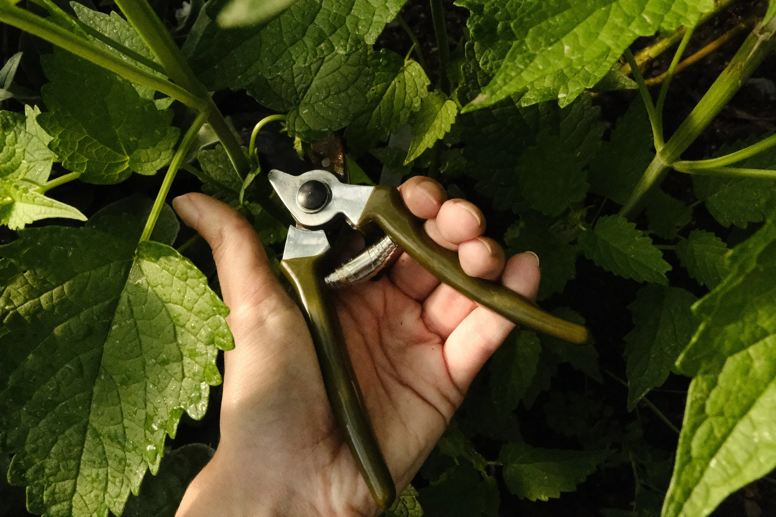 Micro Secateurs