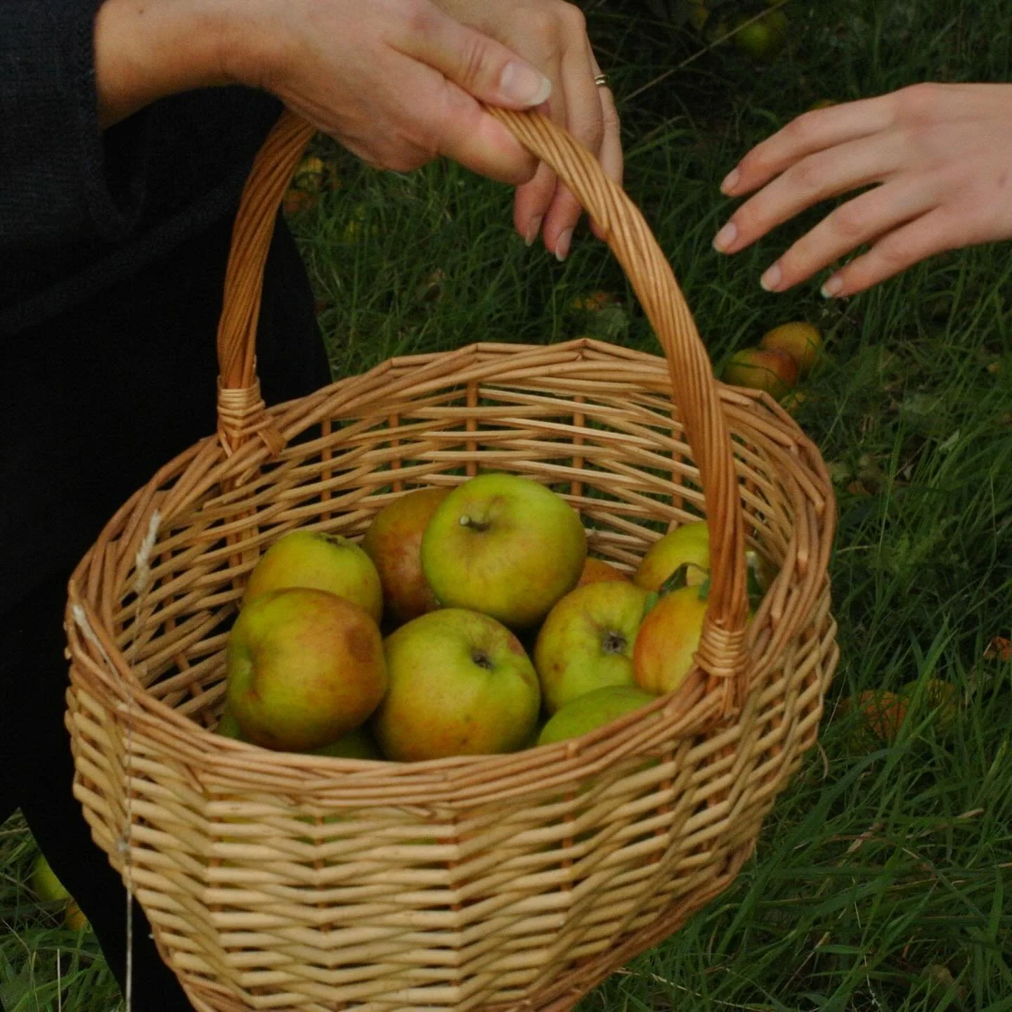 In our orchard, gathering gifts from the land.
