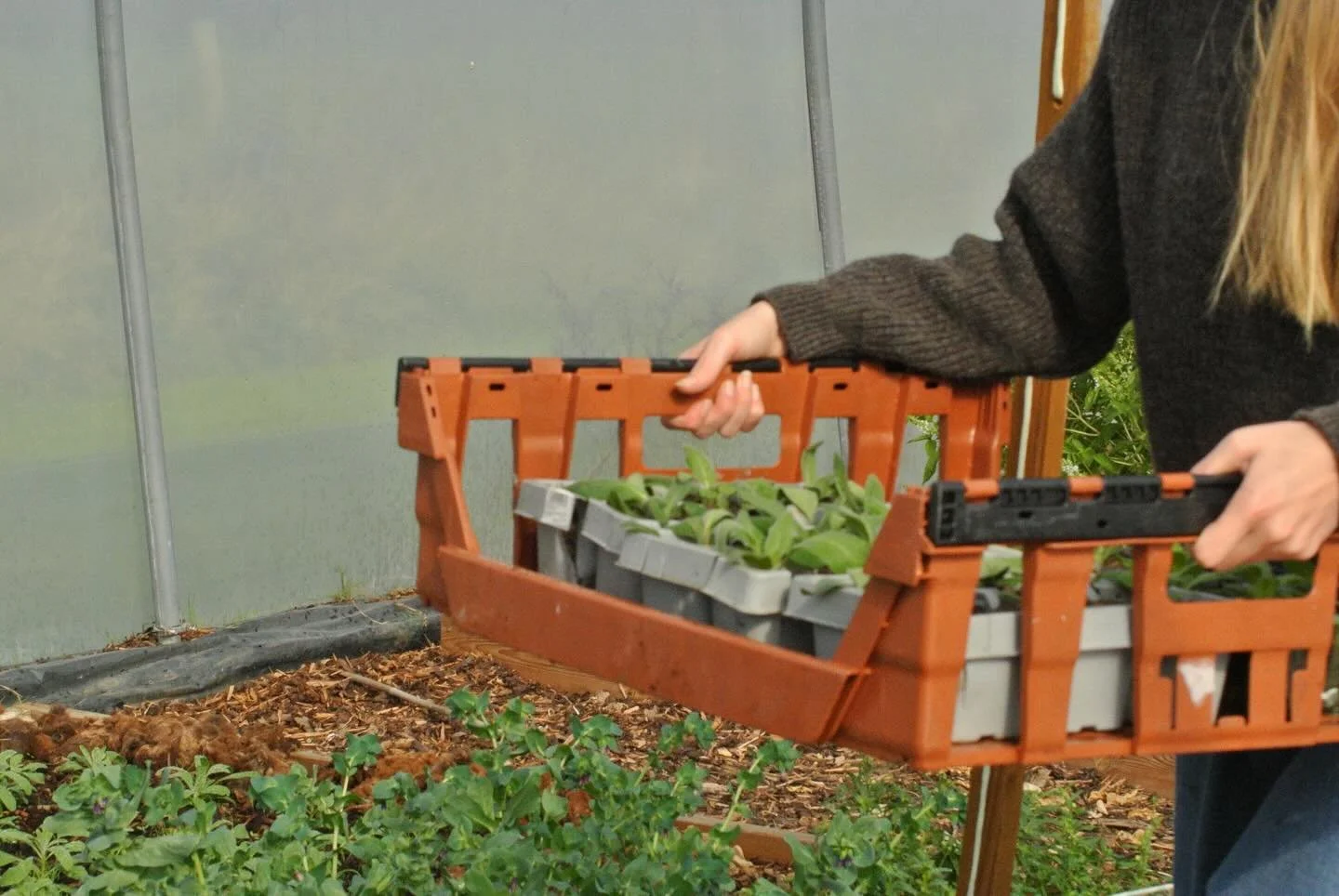Planting in the poly tunnel, preparing for spring.