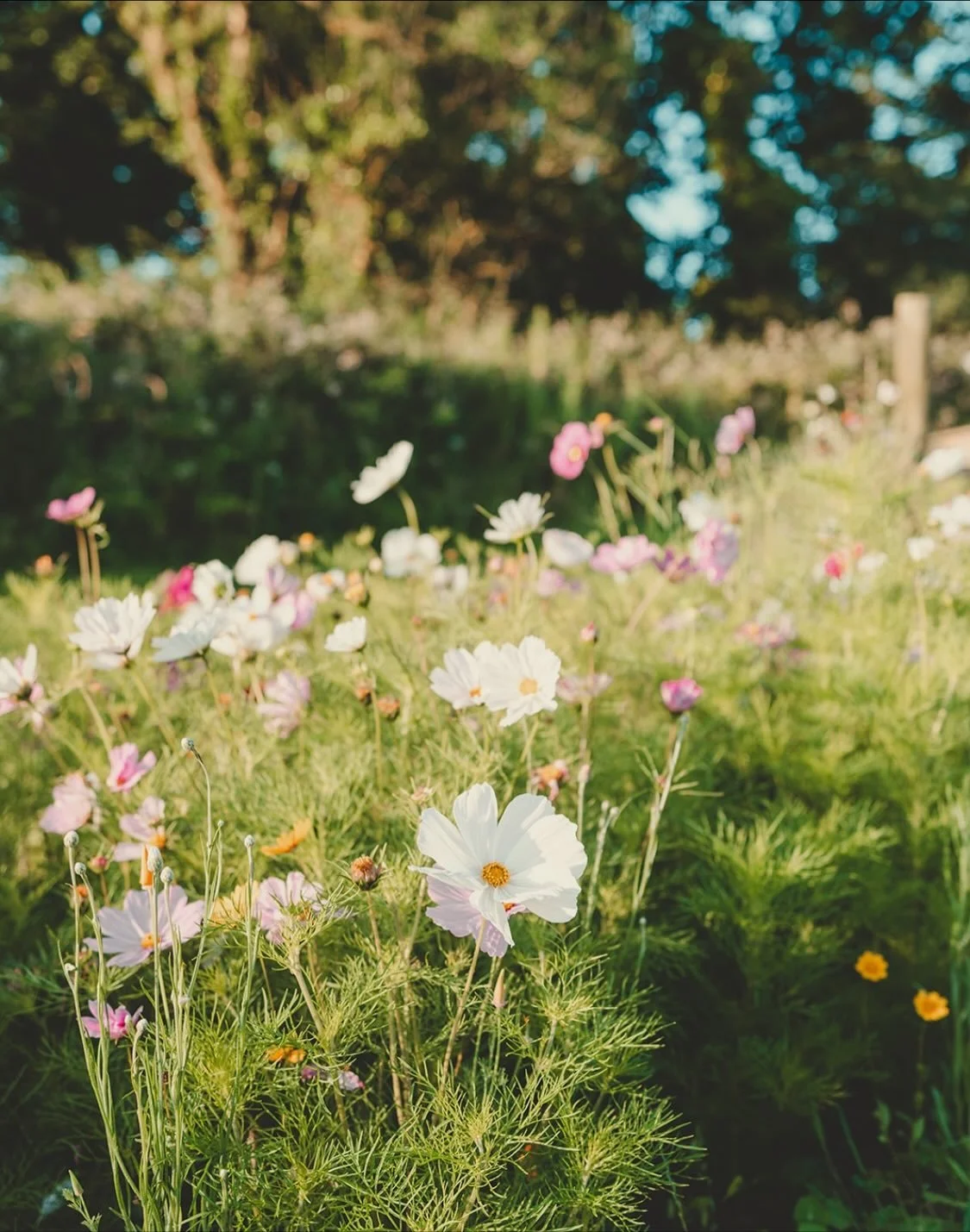 Just launched in time for Christmas gifting season, our&nbsp;Meadow Candle.

The scent of summer in the meadows is captured in soy wax, with notes of freshly cut grass intertwined with the delicate fragrance of wildflowers, harvesting a feeling of gr