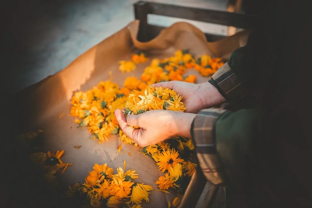 Our Monkstone Calendula Soap Blocks are now being stocked @thelittlepantrytenby ready for Christmas&hellip; we have created our soap bar using soothing calendula, moisturising honey and beeswax gathered from our garden and meadows&hellip;.