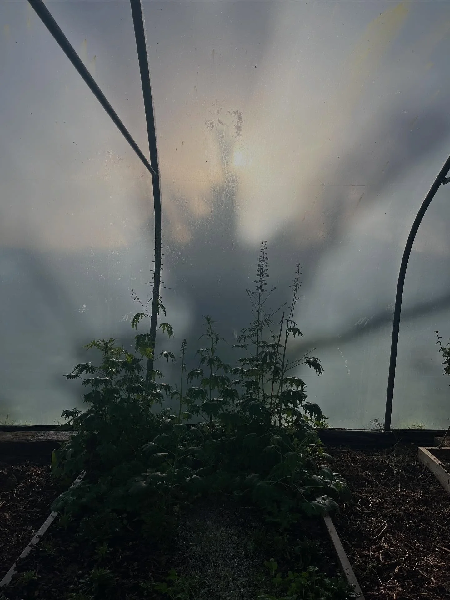A tiny bit of morning light in the poly tunnel and some delphiniums going strong &hellip; to nice not to capture ✨