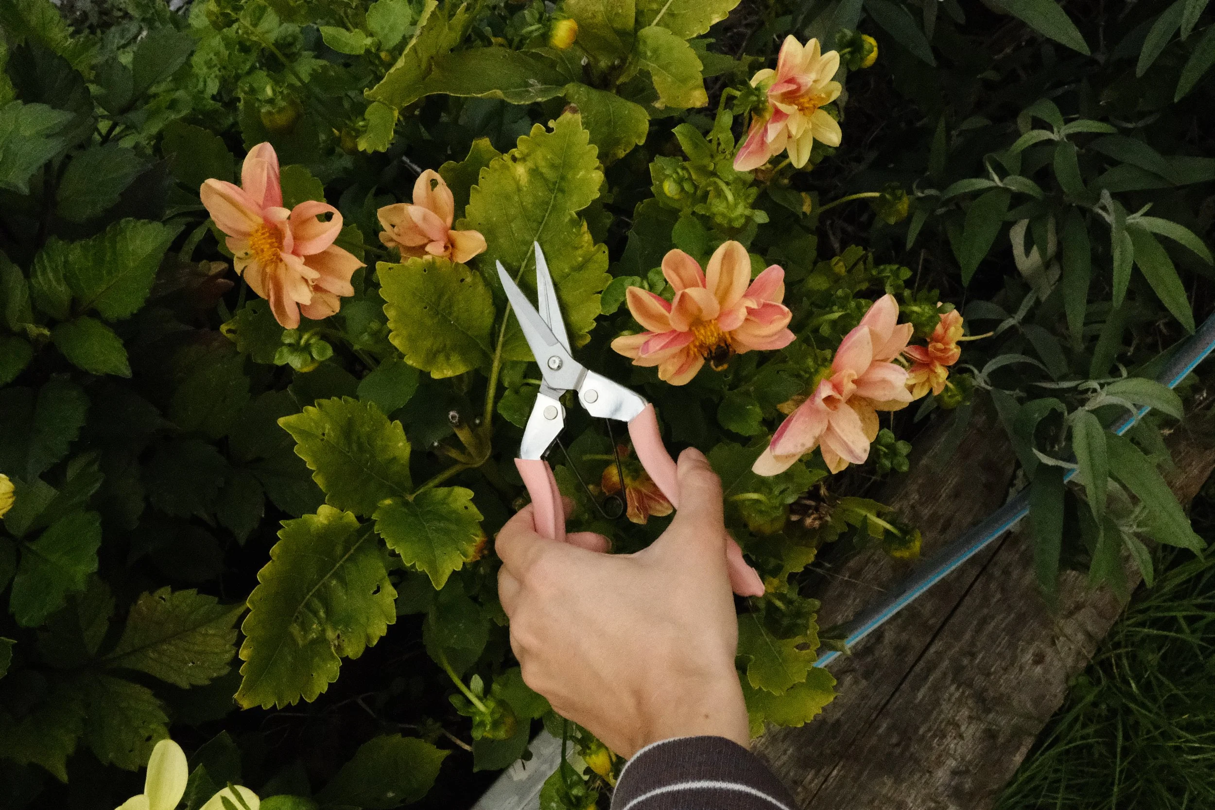 DSCF8650.JPG