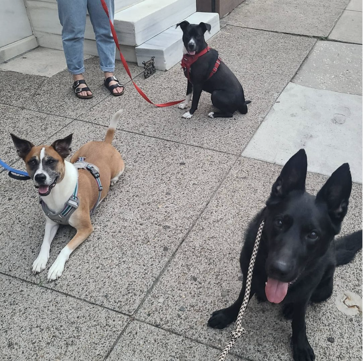 Screen Shot 2021-09-15 at 1.15.48 PM.png