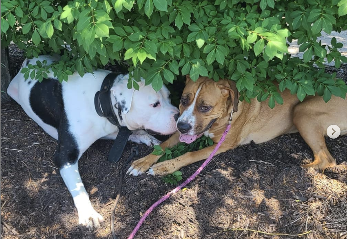 Screen Shot 2021-09-15 at 1.20.05 PM.png