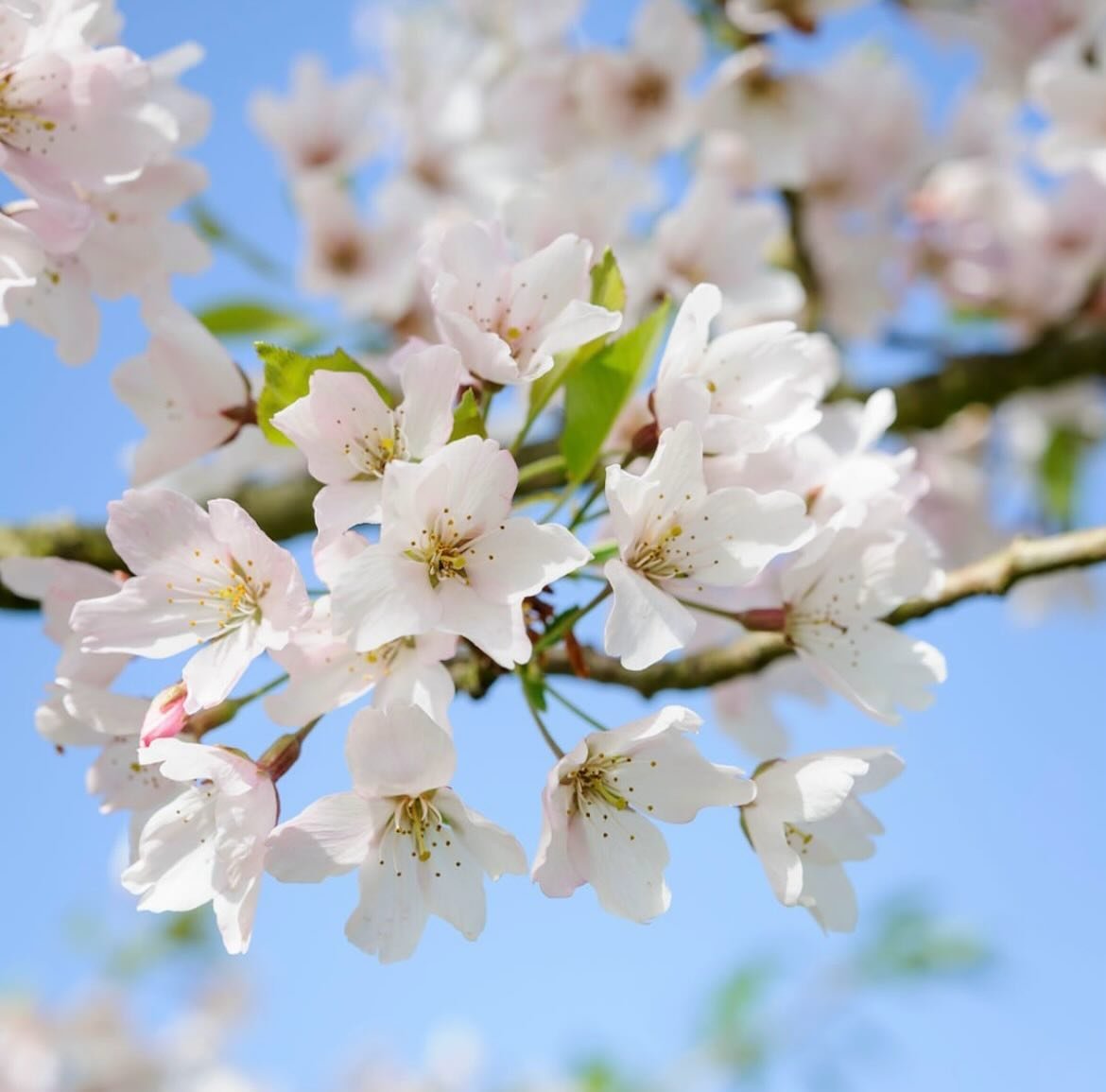 Ah&hellip;the familiar sound of pitter patter once again! 

We are dreaming of last week&rsquo;s blue sky and cherry blossom to brighten the school run madness. 

📸 @jasoningram 
#cherryblossom #springviews #springtime #blossomwatch #seasonalblooms 