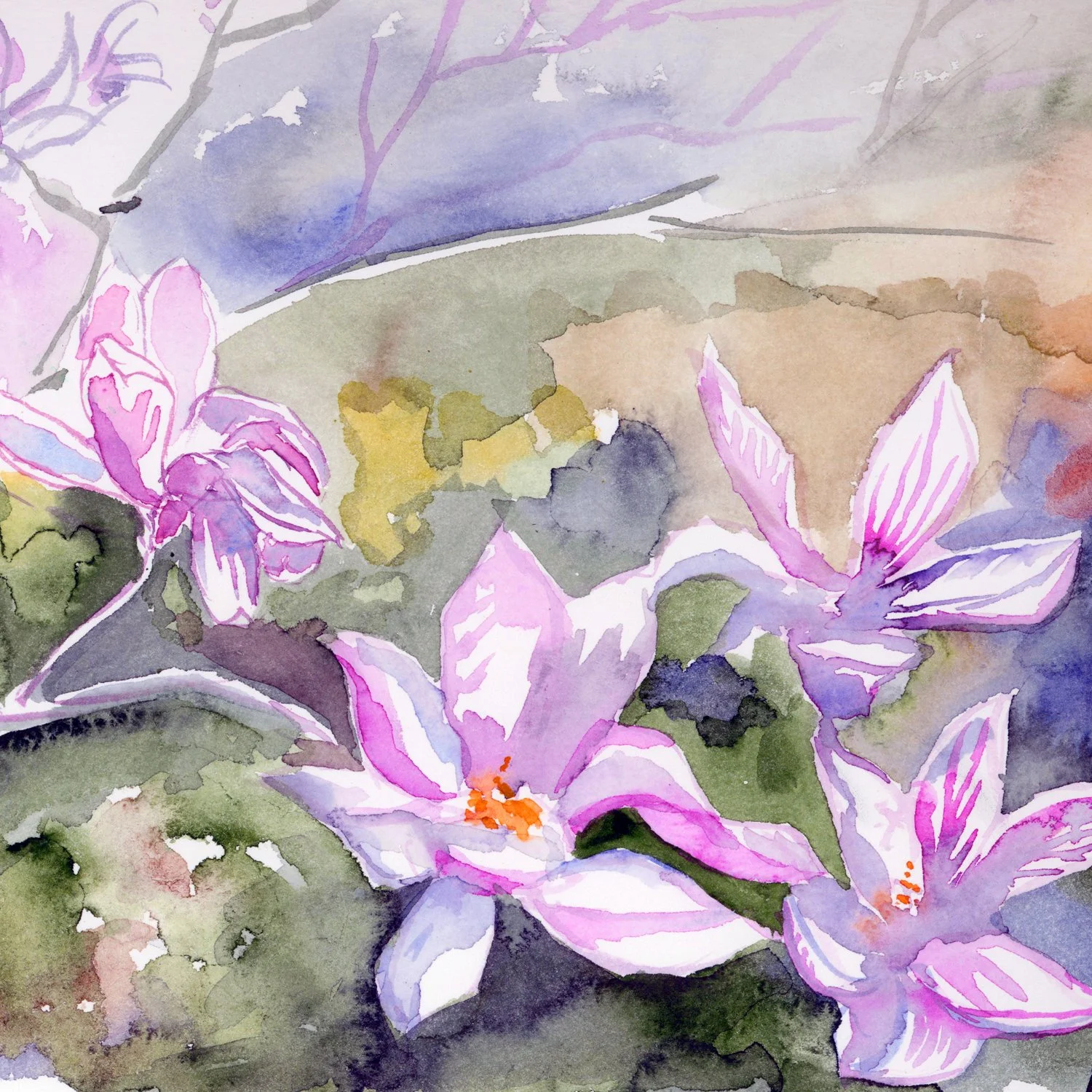 magnolia