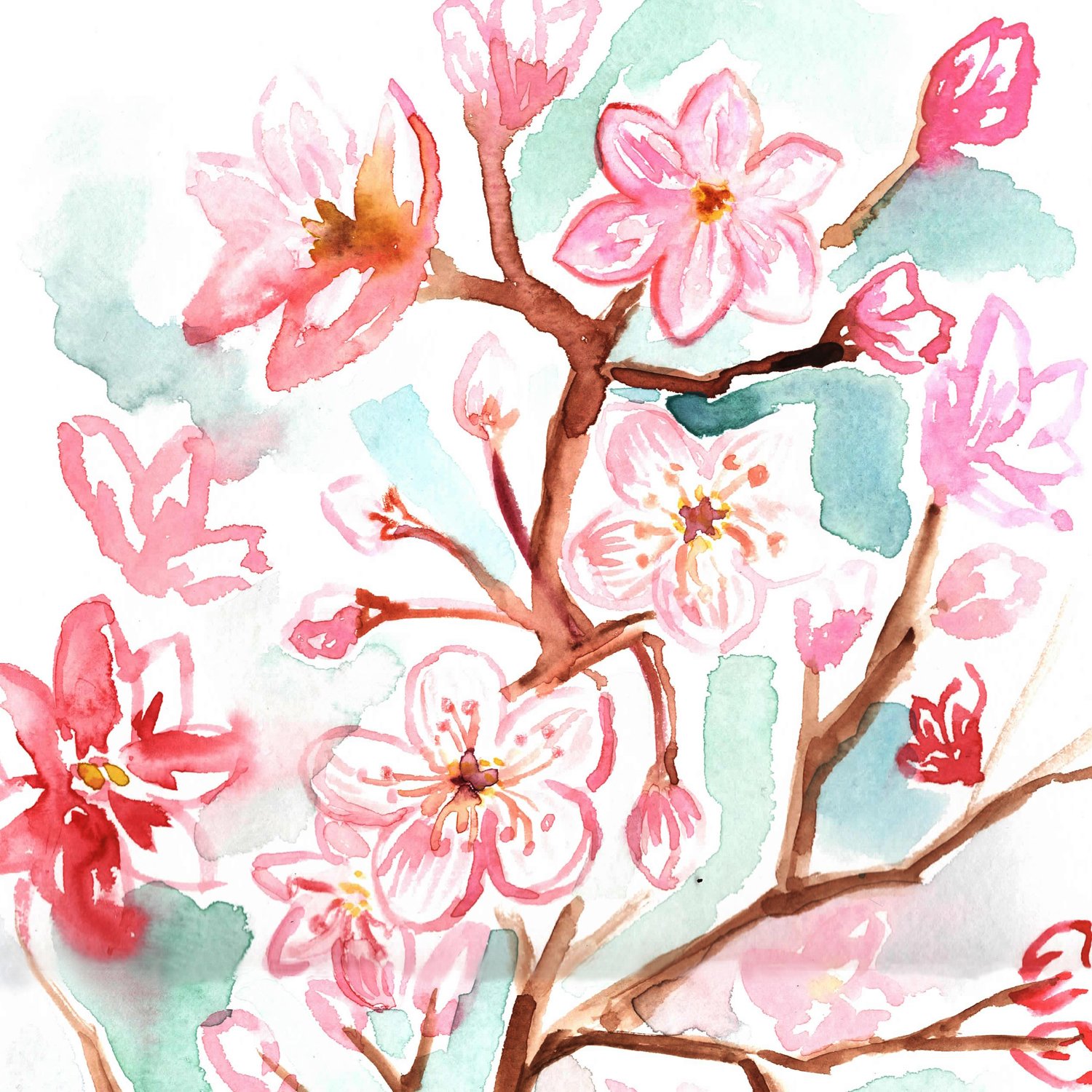 cherry blossoms