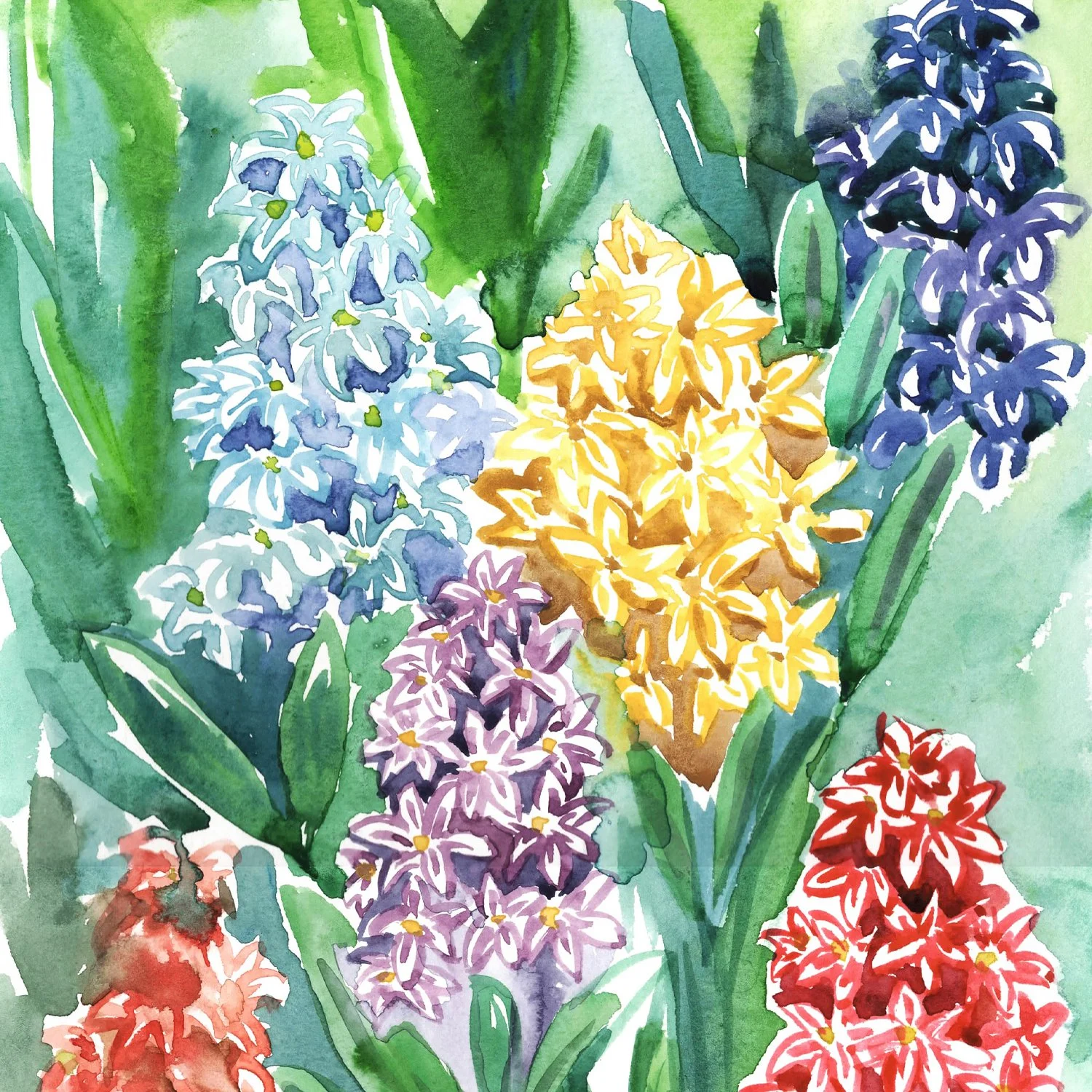 hyacinth