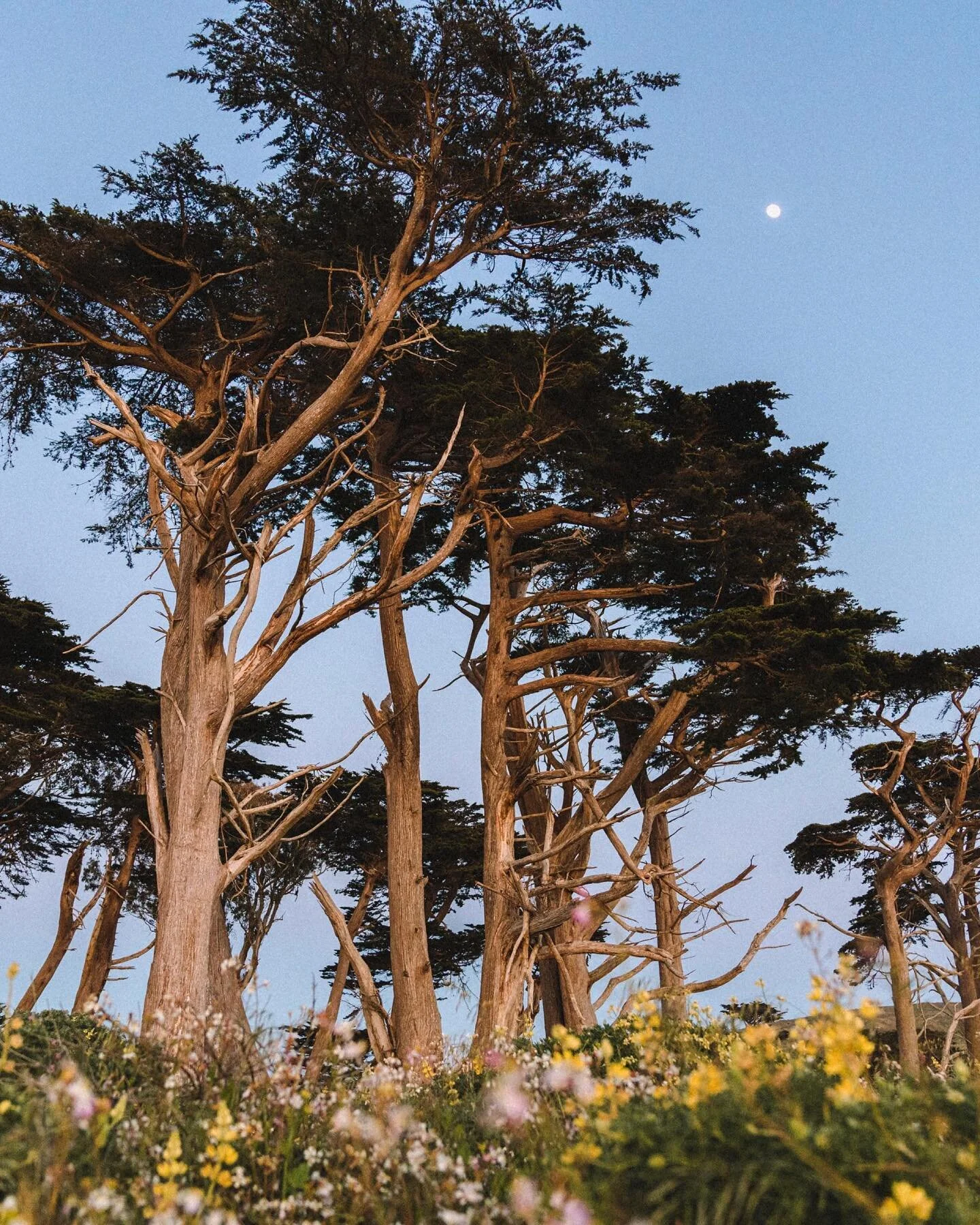 An evening in Pt. Reyes with wildflowers, friends and the moon.