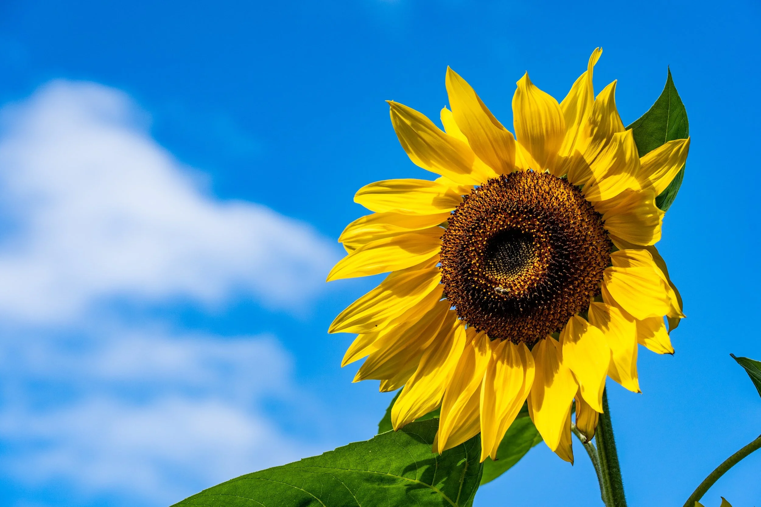 unsplash-image-K9DO-HCfjQA.jpg