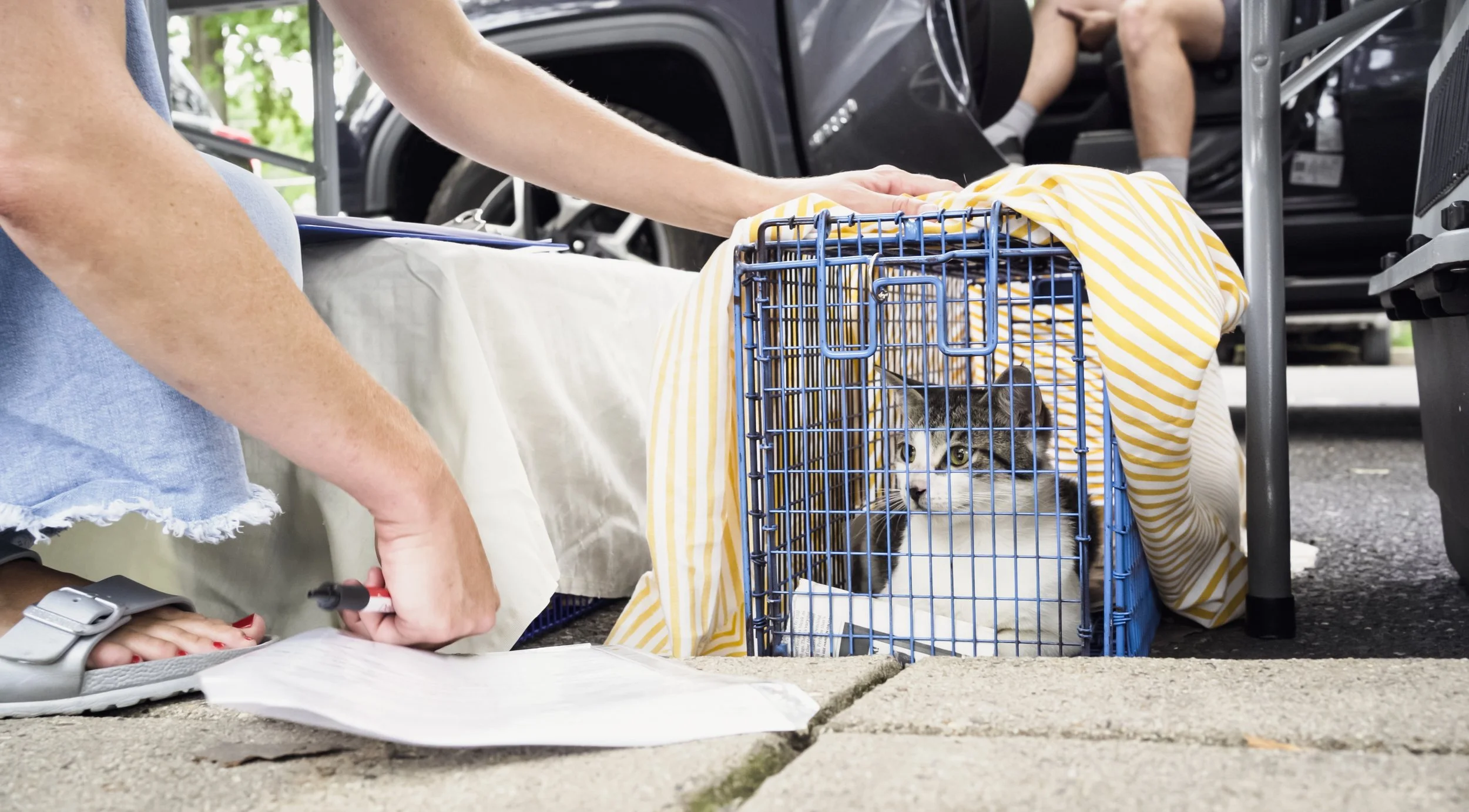 Q3 Partnership: The Cat Collaborative
