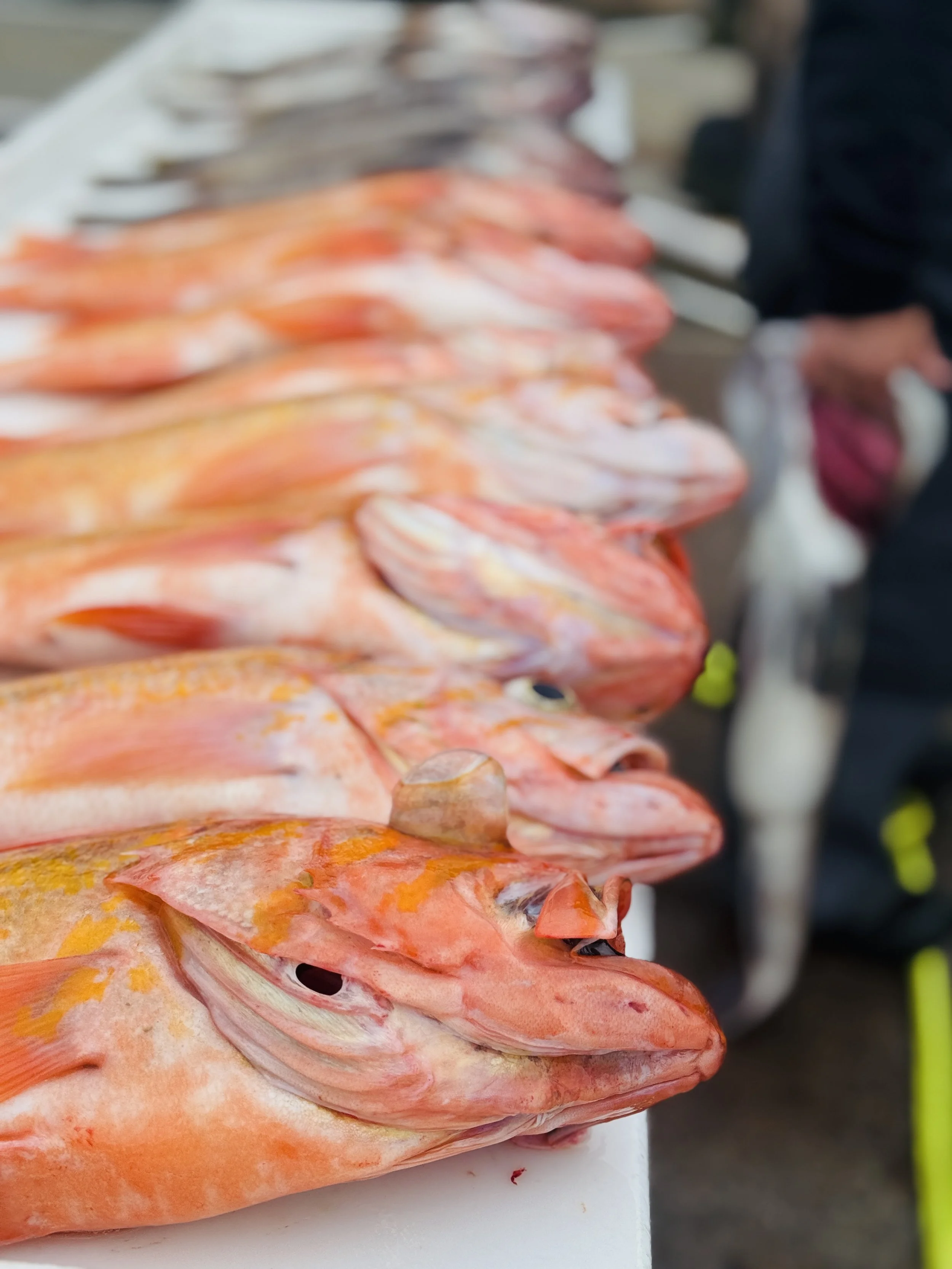 Close-up of several rows of cut and cleaned fish, likely at a fish market.