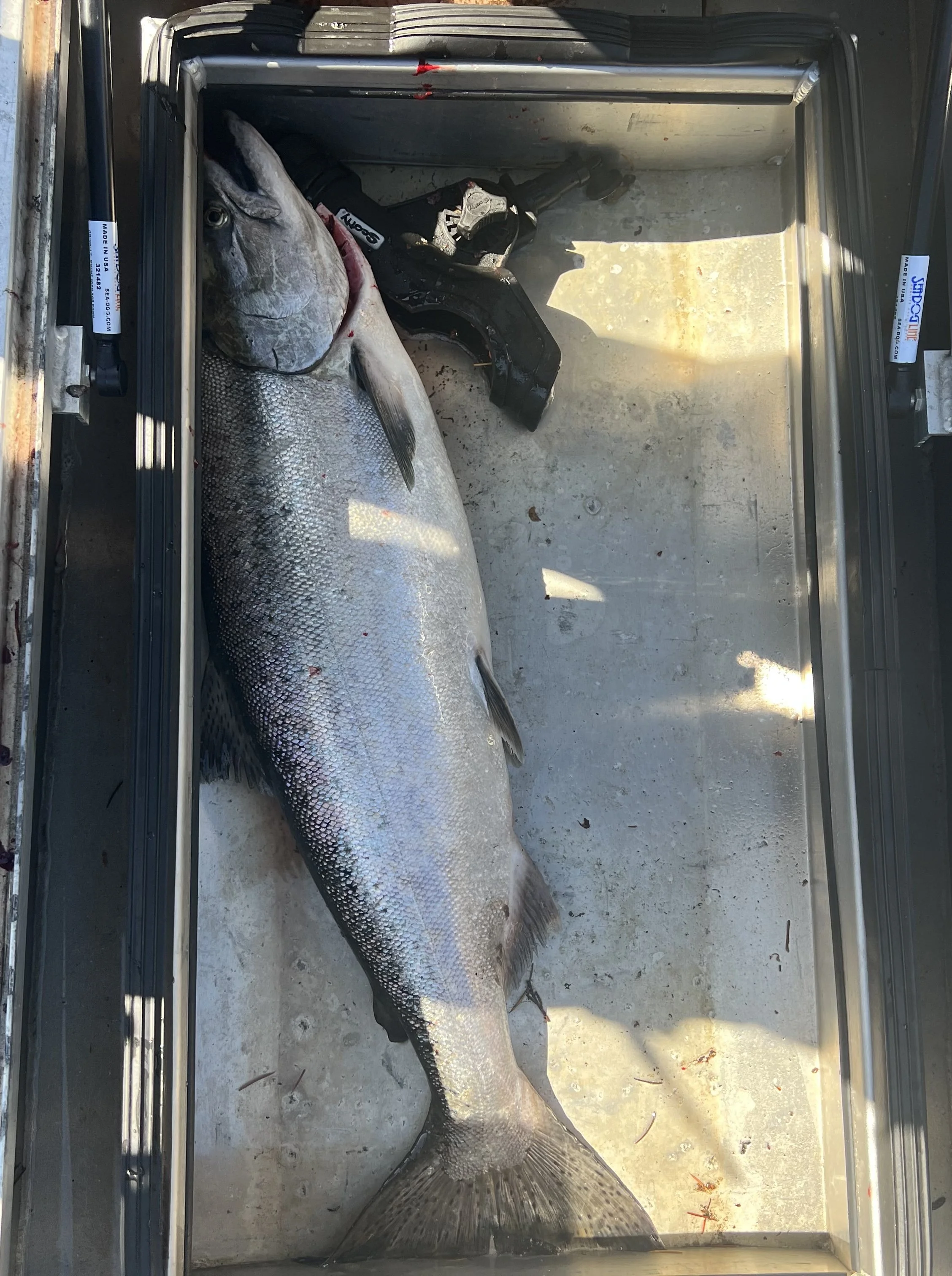 Best Fishing Guide, Salmon Guide, Steelhead Guide, Halibut Guide, Bottom Fish Guide, Rock Fish Guide, Crabbing Guide, Salmon Charter, Steelhead Charter, Halibut Charter, Bottom fish Charter, Rock Fish Charter, Crabbing Charter Tuna Guide Tuna Charter
