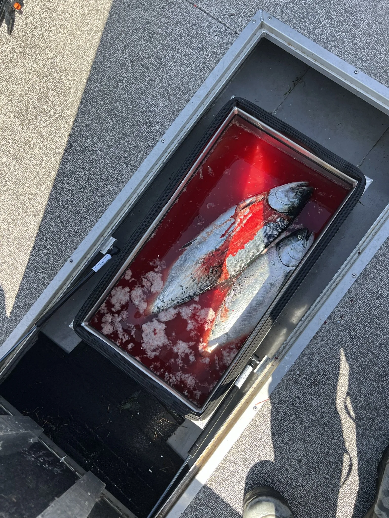 Best Fishing Guide, Salmon Guide, Steelhead Guide, Halibut Guide, Bottom Fish Guide, Rock Fish Guide, Crabbing Guide, Salmon Charter, Steelhead Charter, Halibut Charter, Bottom fish Charter, Rock Fish Charter, Crabbing Charter Tuna Guide Tuna Charter