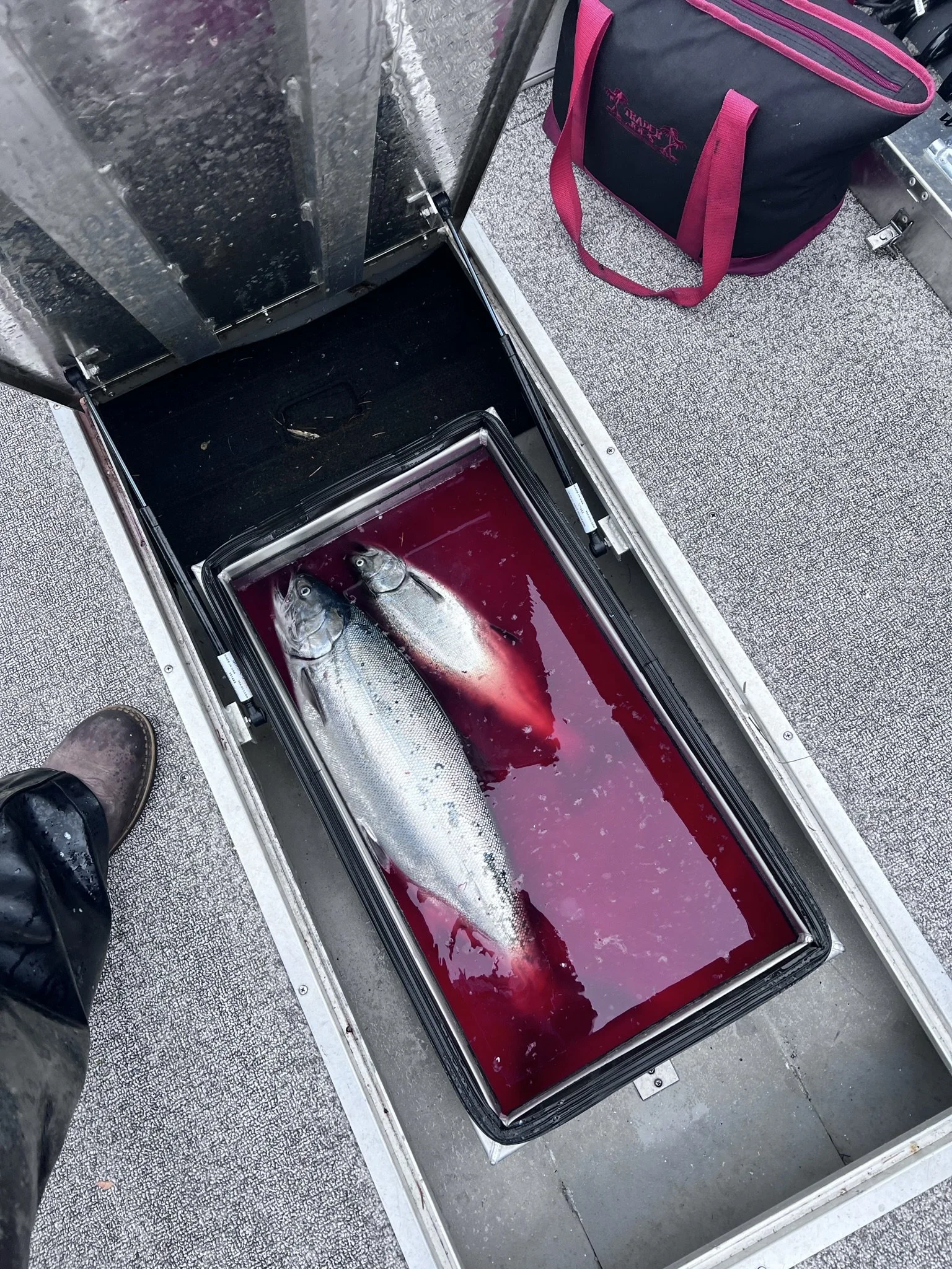 Best Fishing Guide, Salmon Guide, Steelhead Guide, Halibut Guide, Bottom Fish Guide, Rock Fish Guide, Crabbing Guide, Salmon Charter, Steelhead Charter, Halibut Charter, Bottom fish Charter, Rock Fish Charter, Crabbing Charter Tuna Guide Tuna Charter