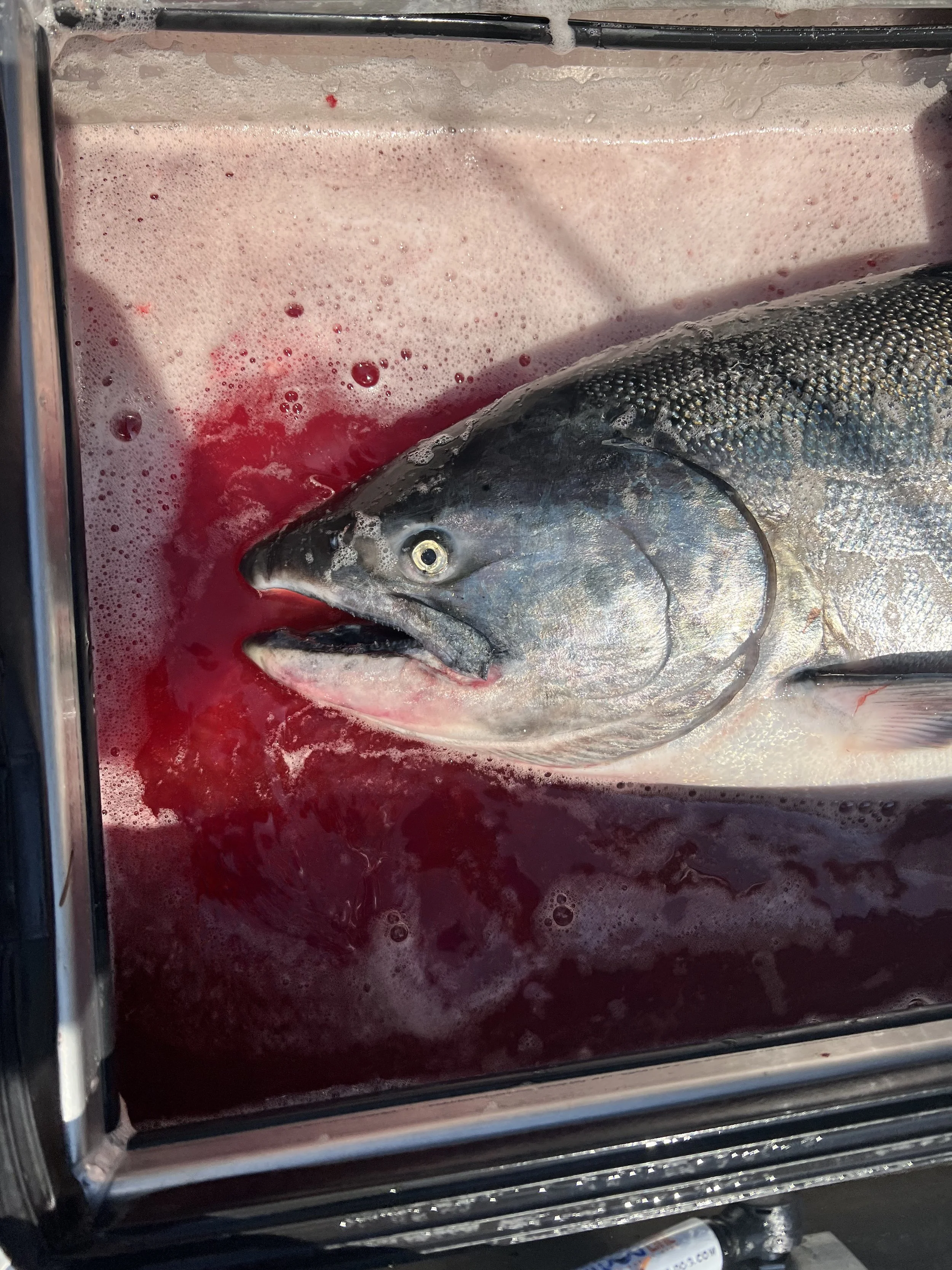 Best Fishing Guide, Salmon Guide, Steelhead Guide, Halibut Guide, Bottom Fish Guide, Rock Fish Guide, Crabbing Guide, Salmon Charter, Steelhead Charter, Halibut Charter, Bottom fish Charter, Rock Fish Charter, Crabbing Charter Tuna Guide Tuna Charter