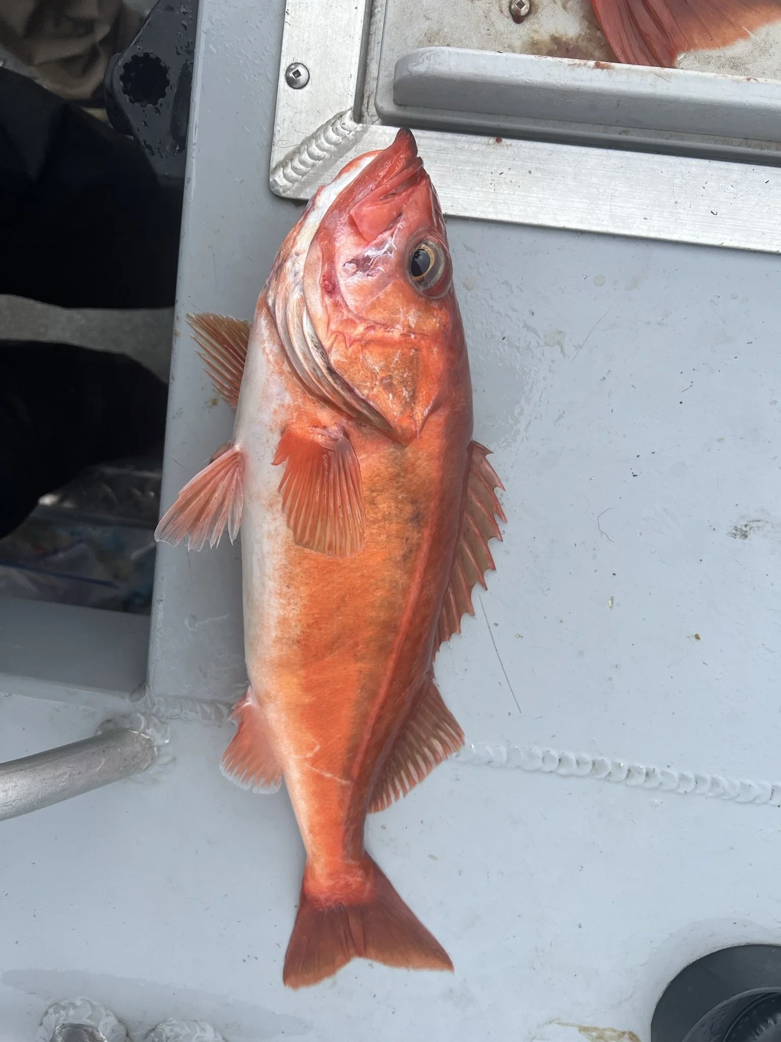 Best Fishing Guide, Salmon Guide, Steelhead Guide, Halibut Guide, Bottom Fish Guide, Rock Fish Guide, Crabbing Guide, Salmon Charter, Steelhead Charter, Halibut Charter, Bottom fish Charter, Rock Fish Charter, Crabbing Charter Tuna Guide Tuna Charter