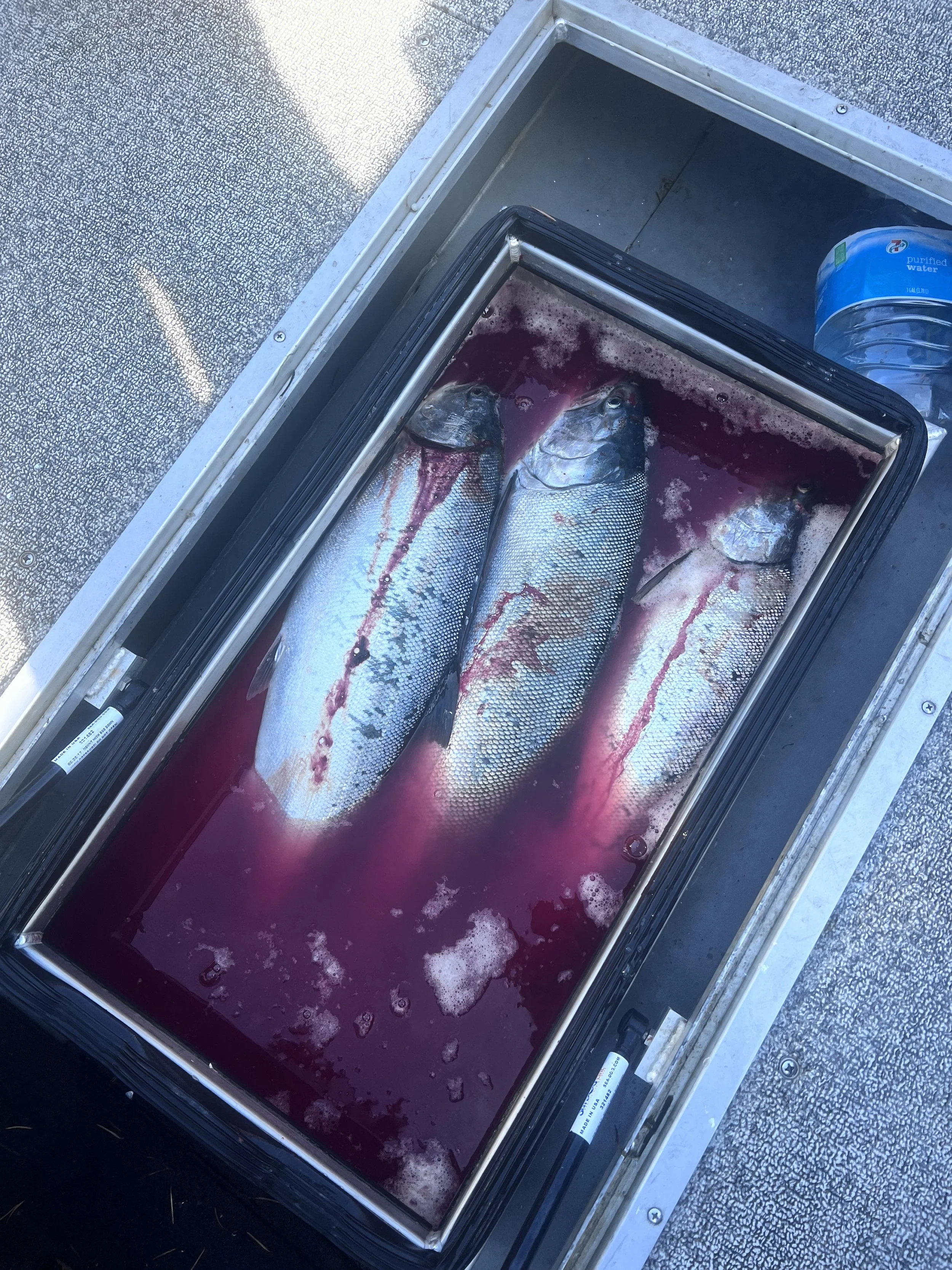 Best Fishing Guide, Salmon Guide, Steelhead Guide, Halibut Guide, Bottom Fish Guide, Rock Fish Guide, Crabbing Guide, Salmon Charter, Steelhead Charter, Halibut Charter, Bottom fish Charter, Rock Fish Charter, Crabbing Charter Tuna Guide Tuna Charter