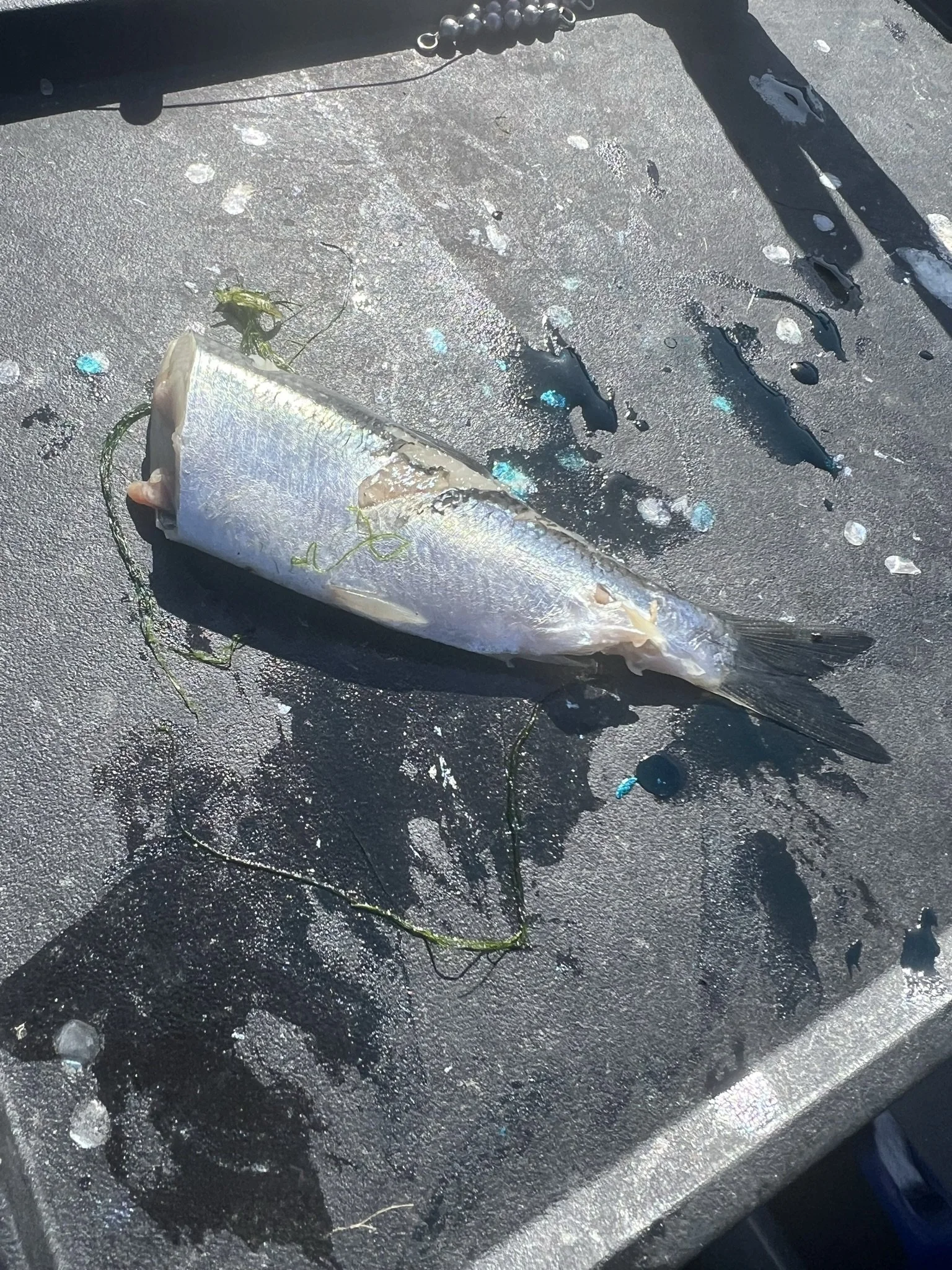 Best Fishing Guide, Salmon Guide, Steelhead Guide, Halibut Guide, Bottom Fish Guide, Rock Fish Guide, Crabbing Guide, Salmon Charter, Steelhead Charter, Halibut Charter, Bottom fish Charter, Rock Fish Charter, Crabbing Charter Tuna Guide Tuna Charter