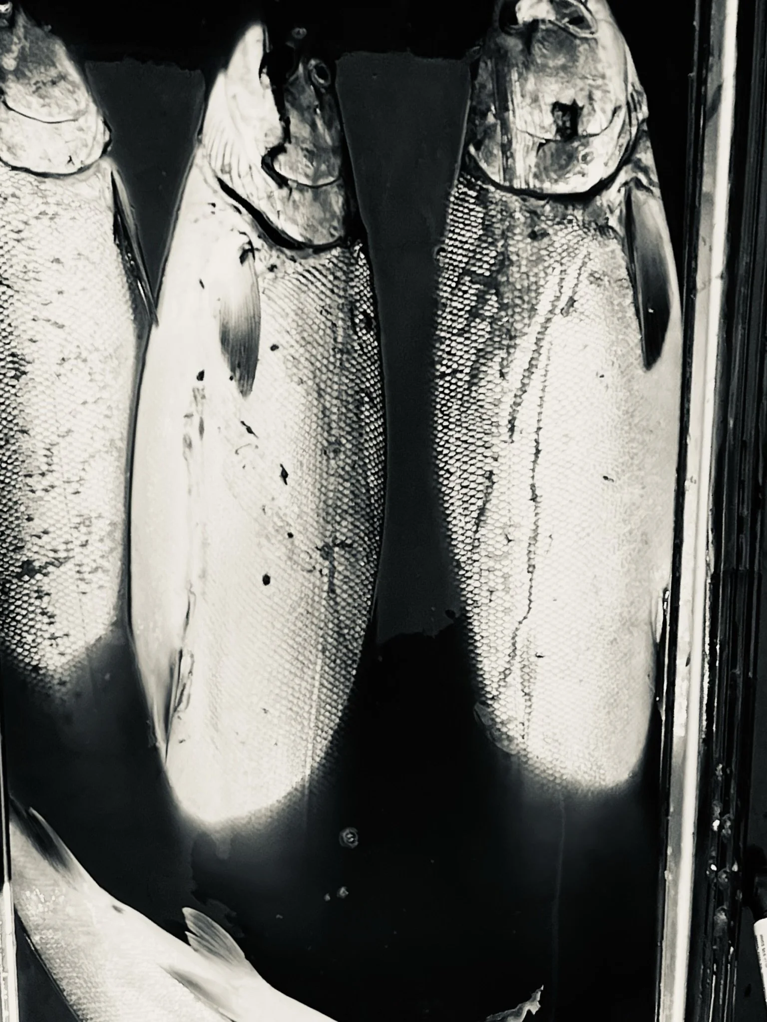 Best Fishing Guide, Salmon Guide, Steelhead Guide, Halibut Guide, Bottom Fish Guide, Rock Fish Guide, Crabbing Guide, Salmon Charter, Steelhead Charter, Halibut Charter, Bottom fish Charter, Rock Fish Charter, Crabbing Charter Tuna Guide Tuna Charter