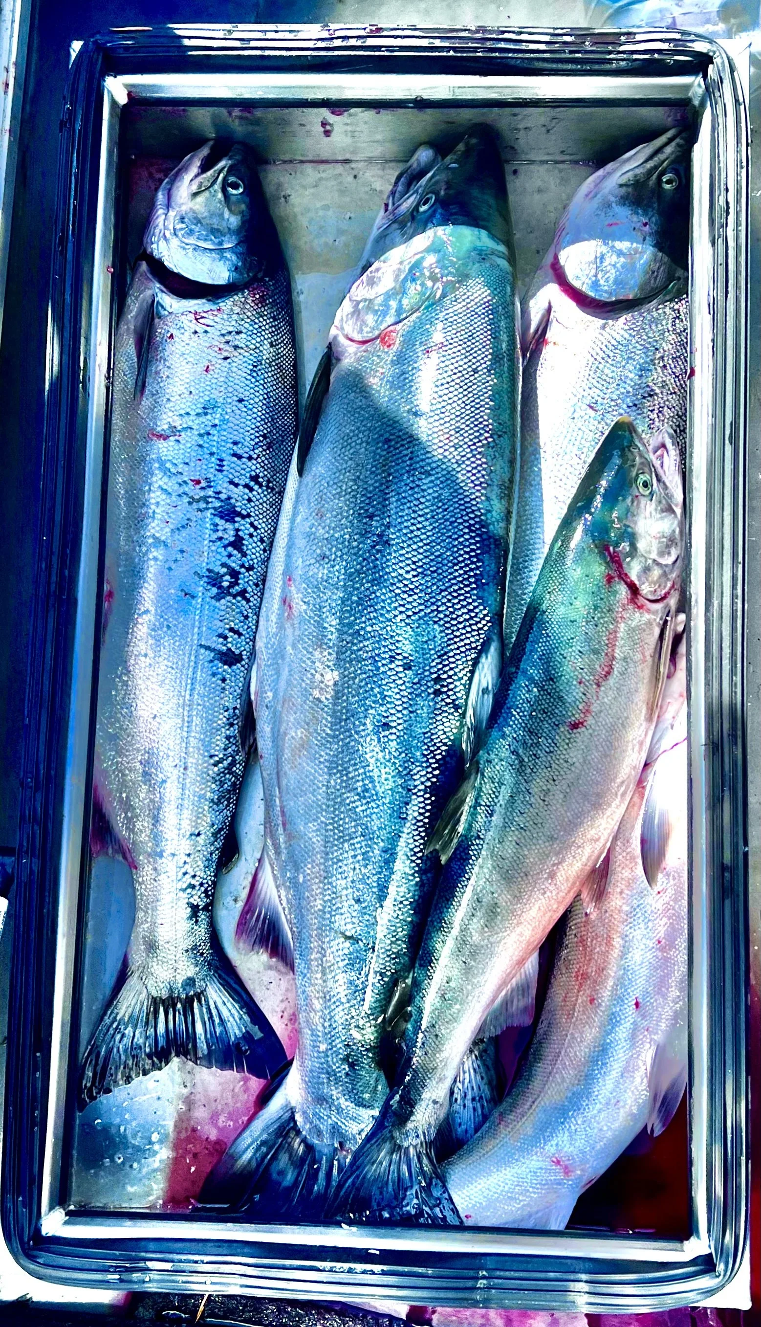 Best Fishing Guide, Salmon Guide, Steelhead Guide, Halibut Guide, Bottom Fish Guide, Rock Fish Guide, Crabbing Guide, Salmon Charter, Steelhead Charter, Halibut Charter, Bottom fish Charter, Rock Fish Charter, Crabbing Charter Tuna Guide Tuna Charter