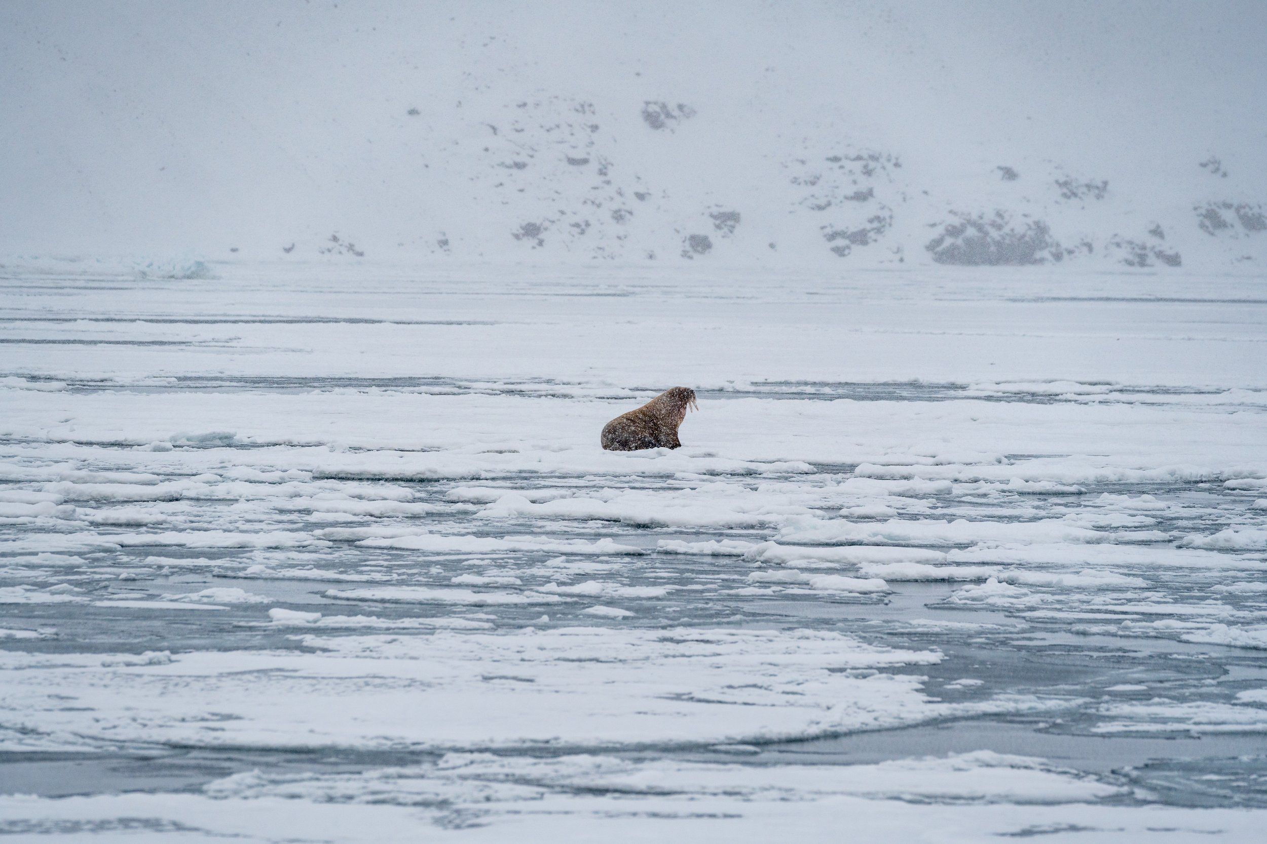 25-03-09_JK-Svalbard_0191.jpeg