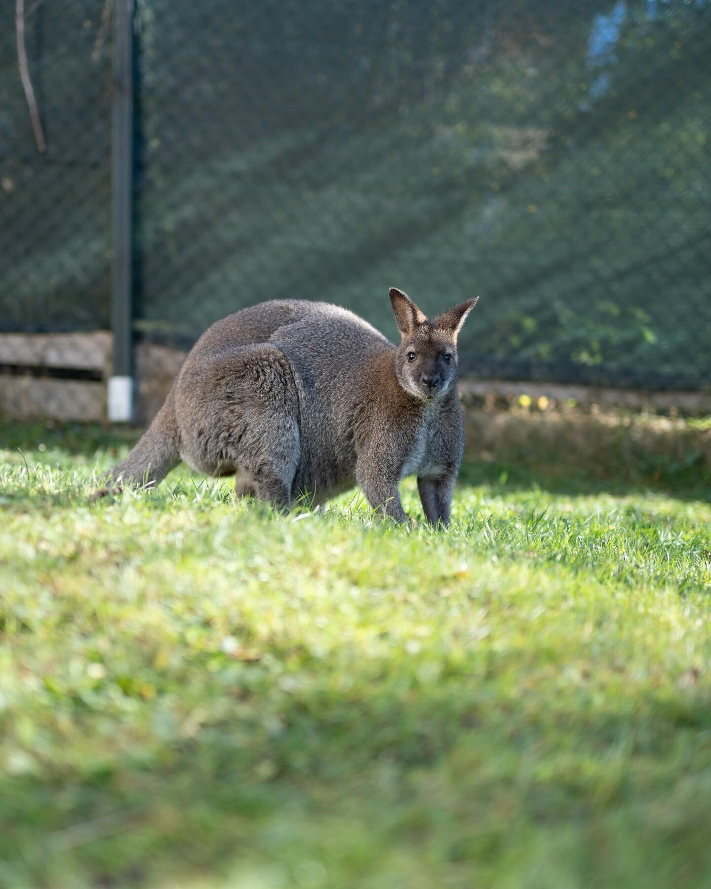 Aus gegebenem Anlass, nein es ist keins unserer K&auml;ngurus entflohen, es sind noch alle ganz brav und wohl auf bei uns um Garten😇
.
#kanguru #k&auml;ngurus #k&auml;ngurusin&ouml;sterreich #kangaroo #kangaroos #kangaroosinaustria #&ouml;sterreich 