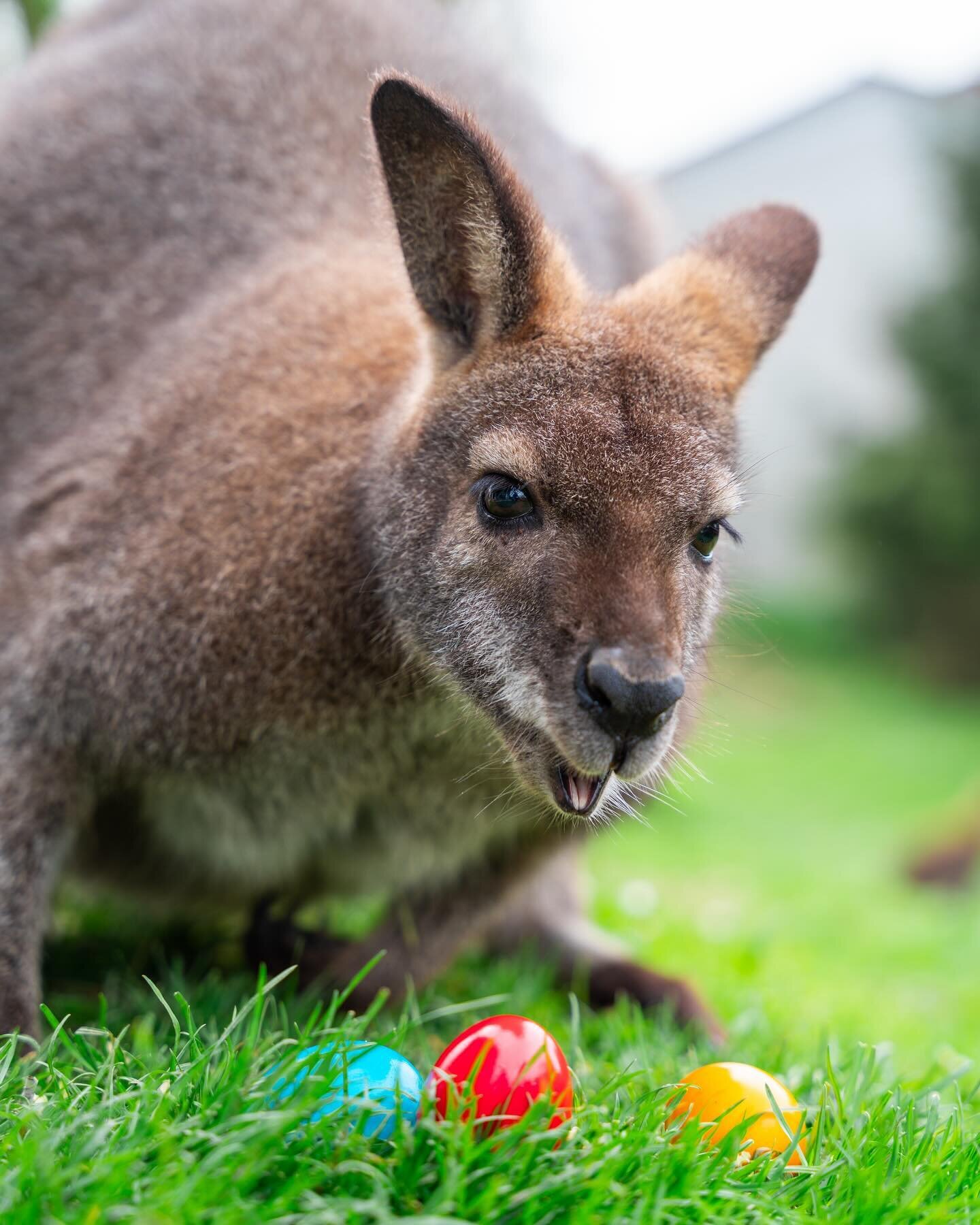 Hab den Osterhasen erwischt, war aber ein K&auml;nguru🤔
Frohe Ostern 🐰🥚🦘
.
#ostern #easter #osterhase #sony #sonyalpha7iv #&ouml;sterreich #austria #upperaustria #ober&ouml;sterreich #k&auml;nguru #k&auml;ngurus #kangaroo #australia #petphotograp