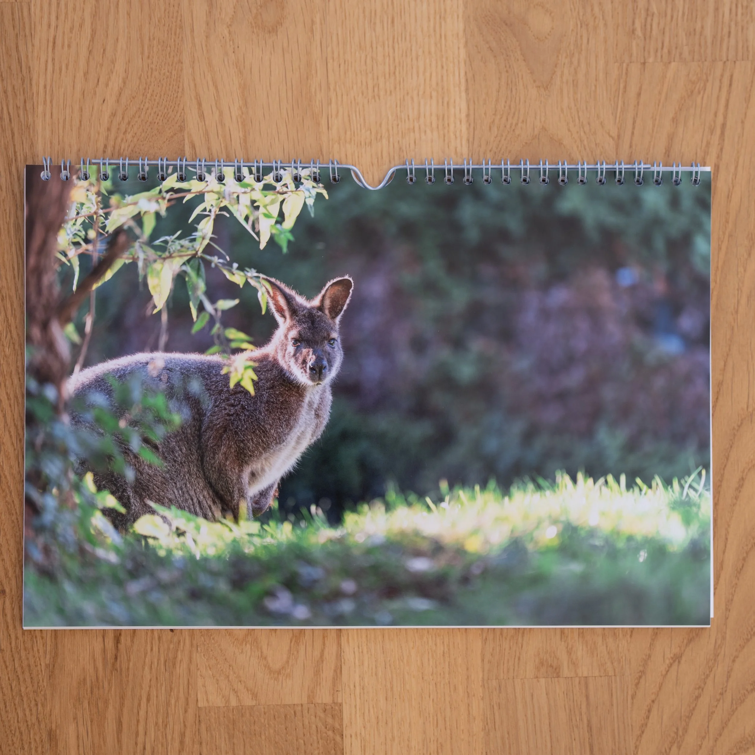 260926_JK-KangarooKalender_0009.jpg
