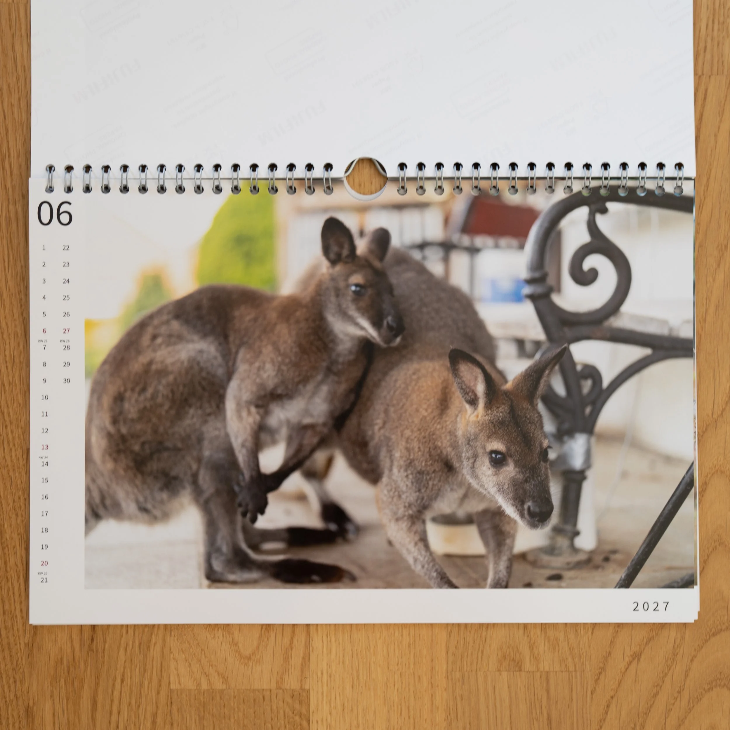 260926_JK-KangarooKalender_0013.jpg