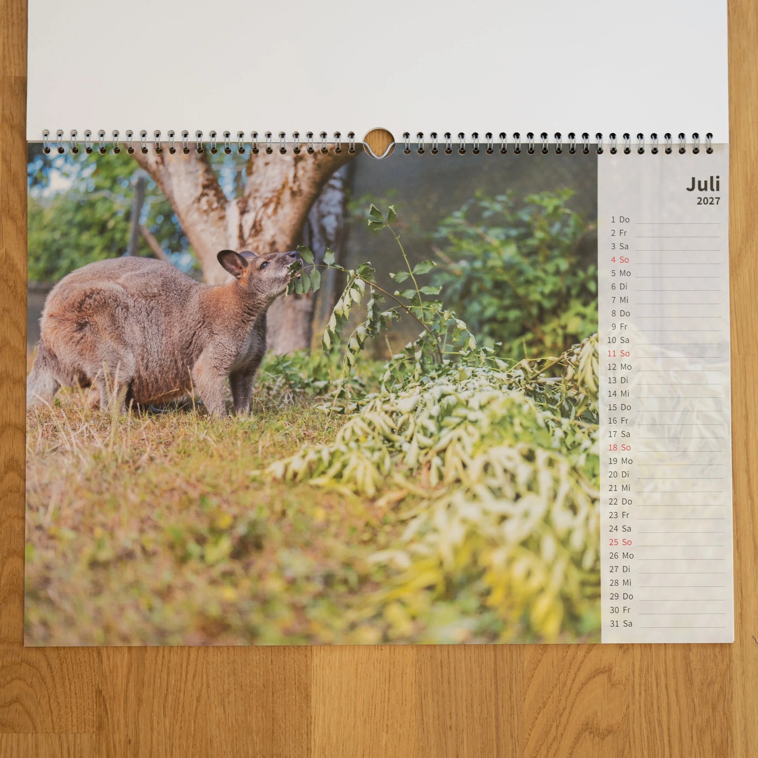 260926_JK-KangarooKalender_0006.jpg