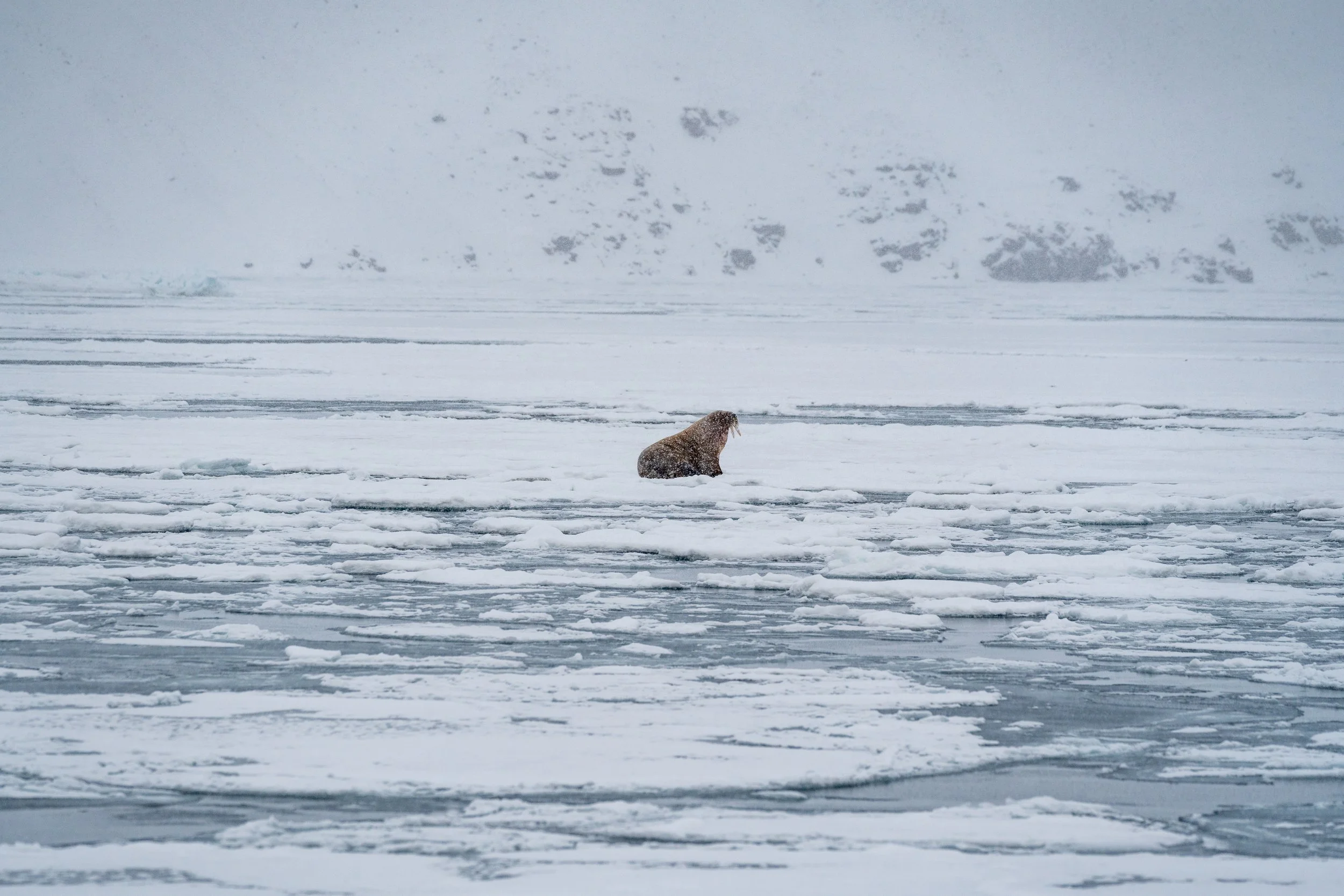 25-03-09_JK-Svalbard_0191.jpg