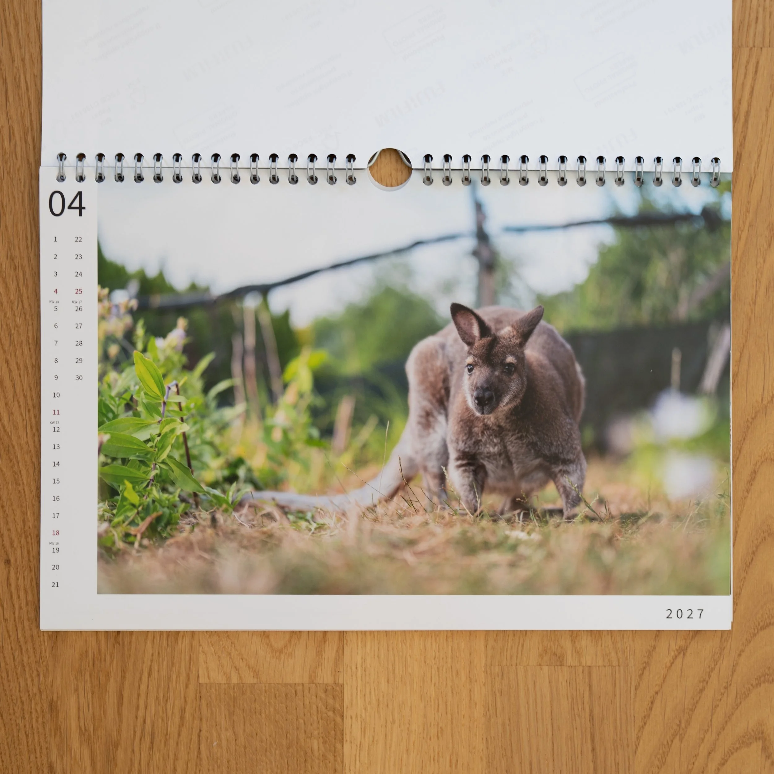 260926_JK-KangarooKalender_0012.jpg