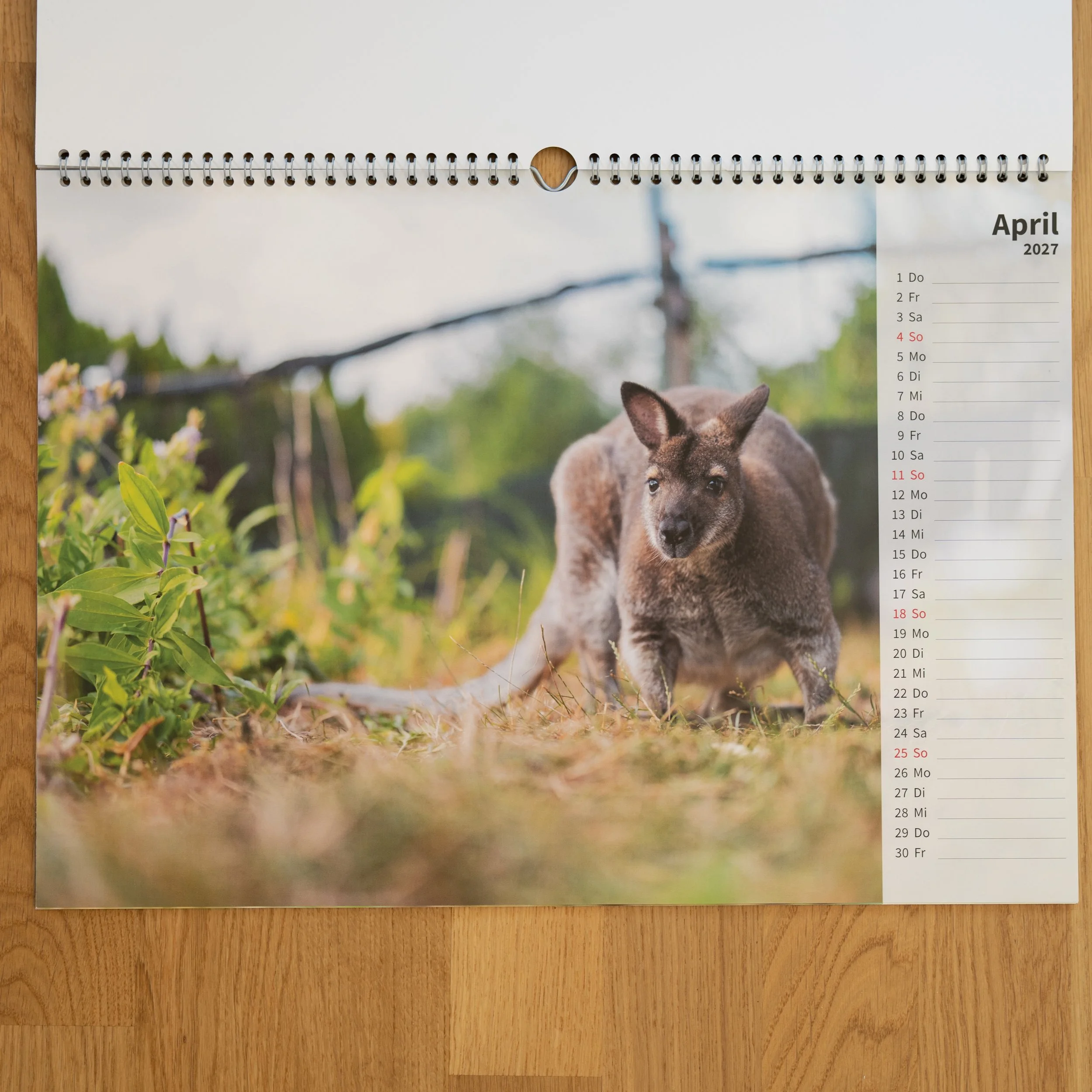 260926_JK-KangarooKalender_0005.jpg