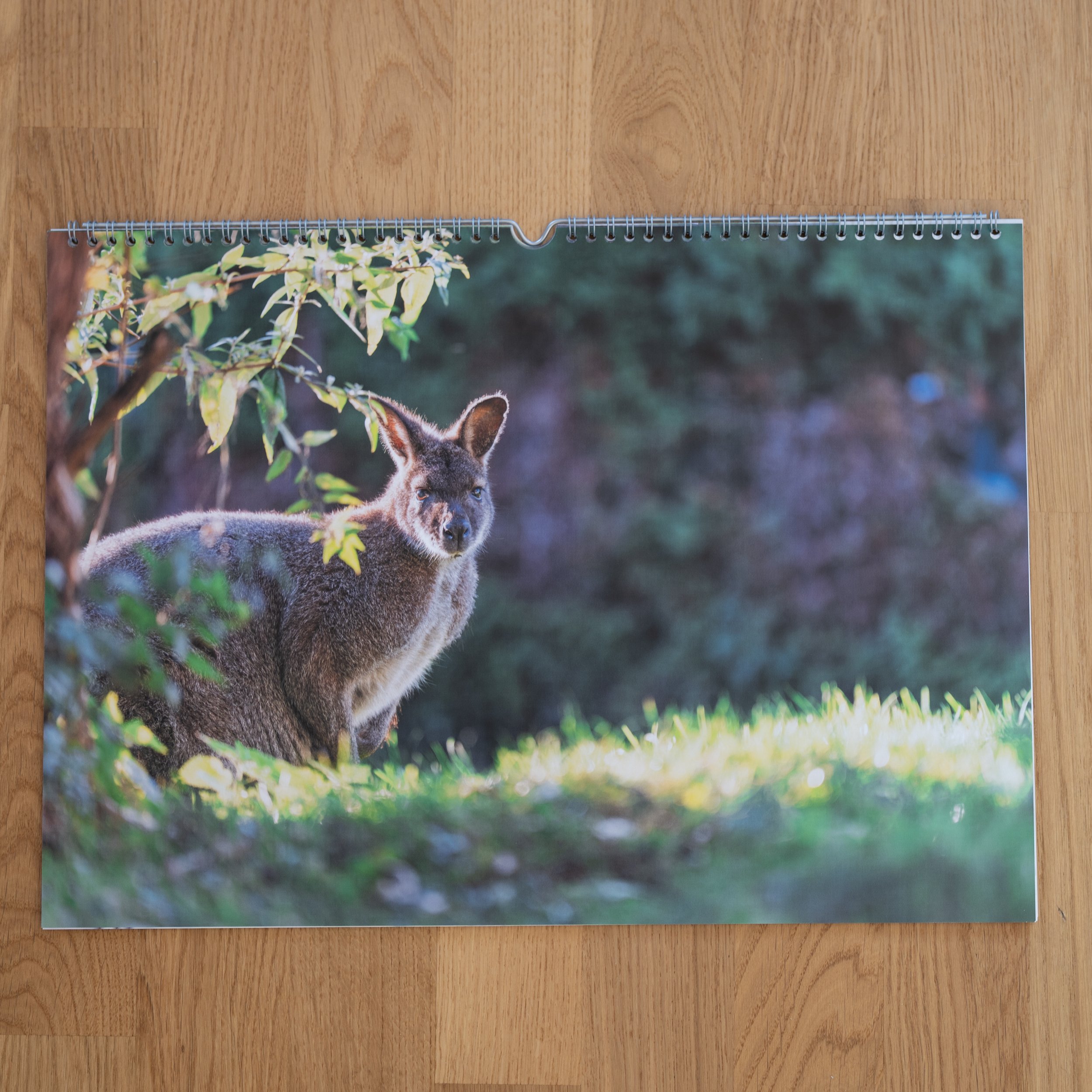 260926_JK-KangarooKalender_0001.jpg