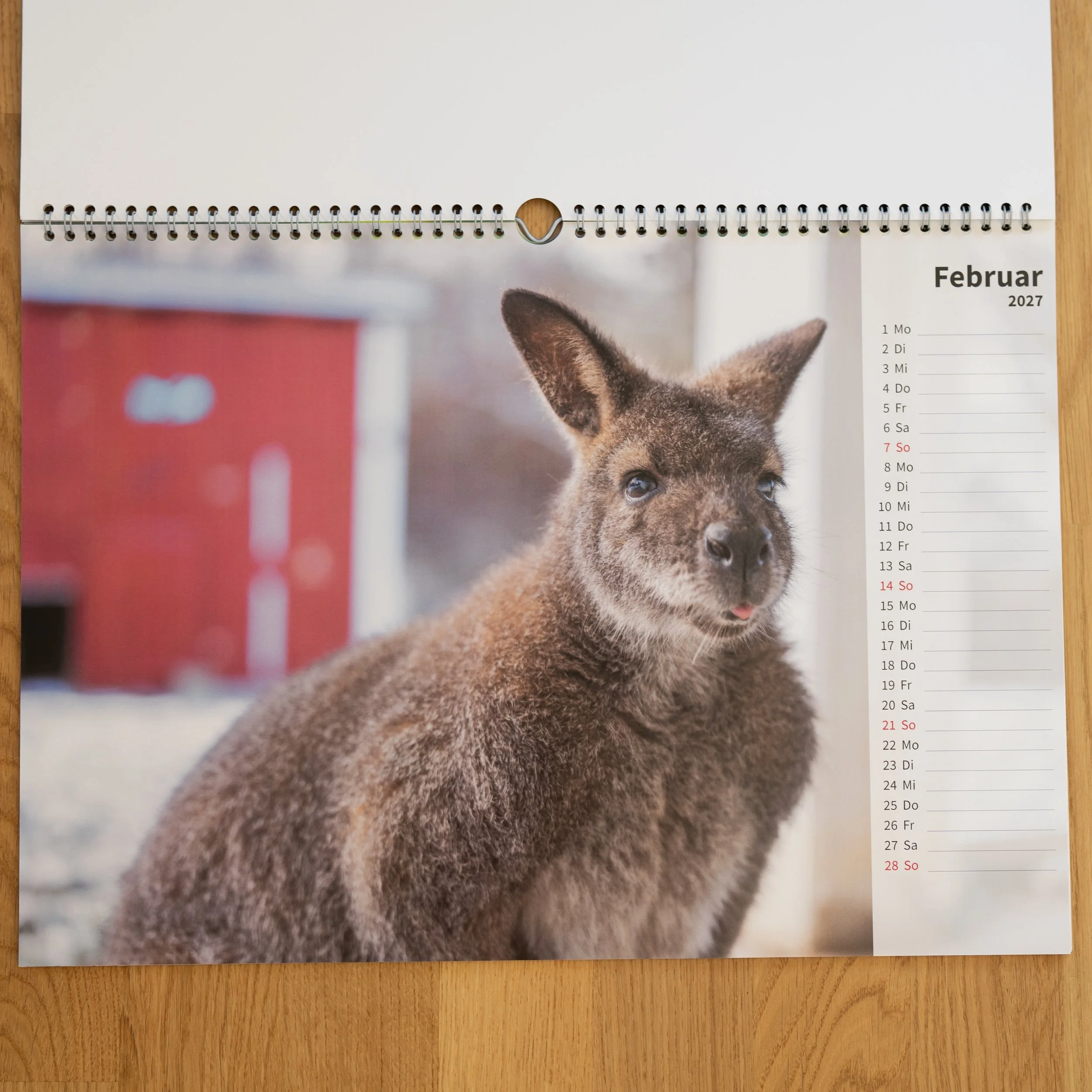 260926_JK-KangarooKalender_0003.jpg