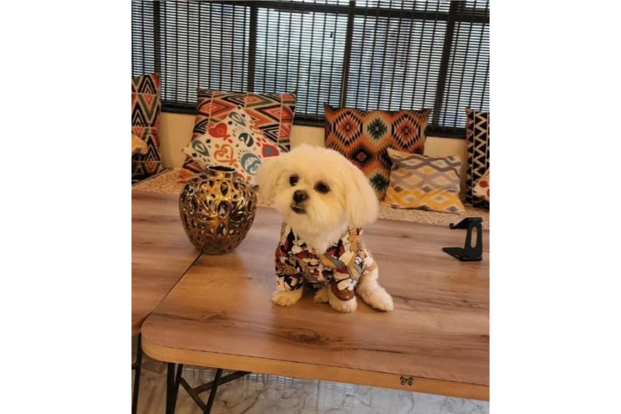 Top 10 Pet-Friendly Rentals in Kansas City