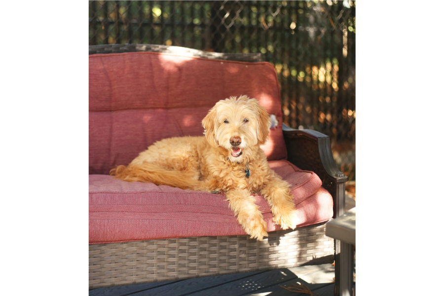 Pet-friendly cafes near CozyInKC