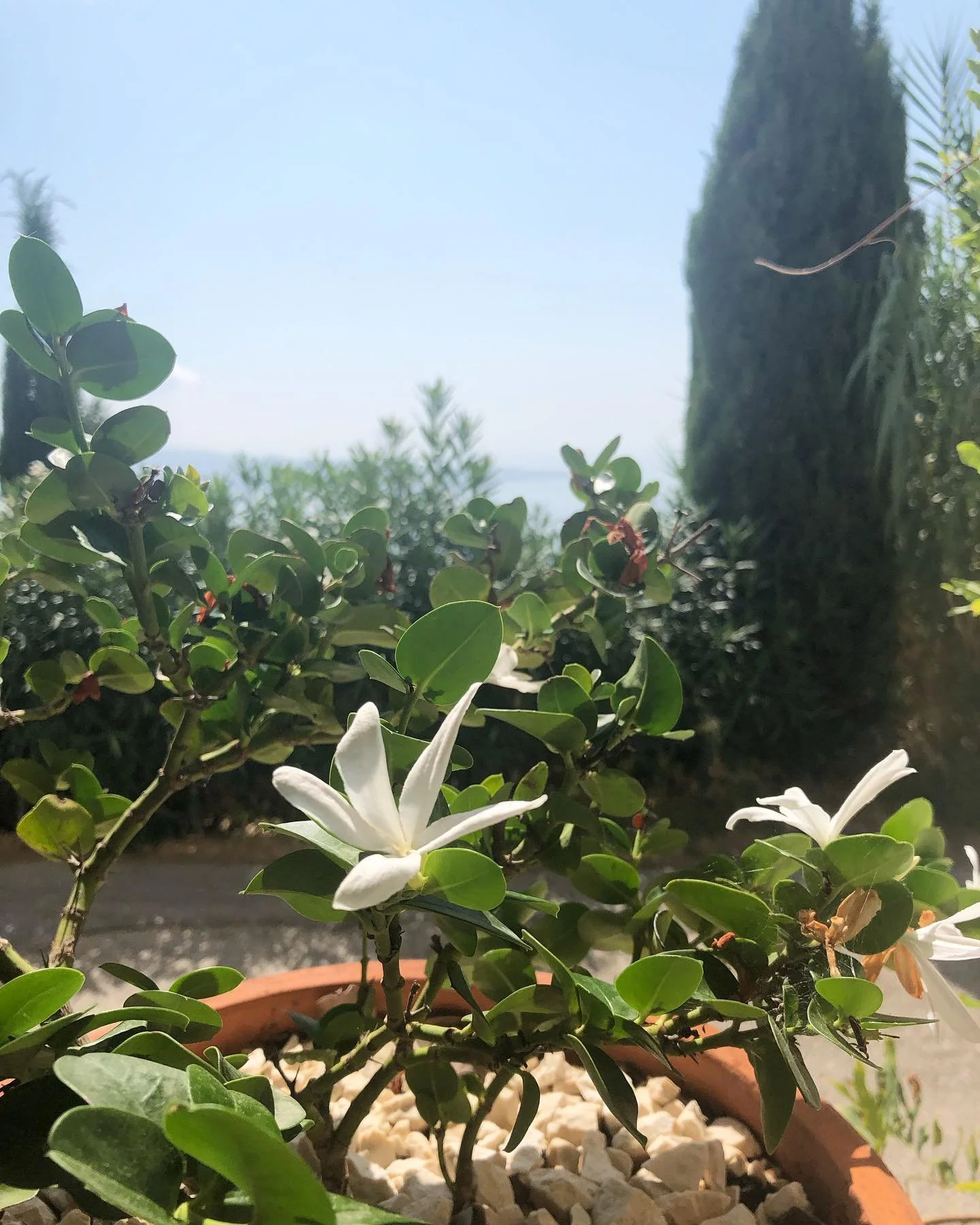 And we are back to catch the end of summer. 

#corfu #frangipani #homefromhome
