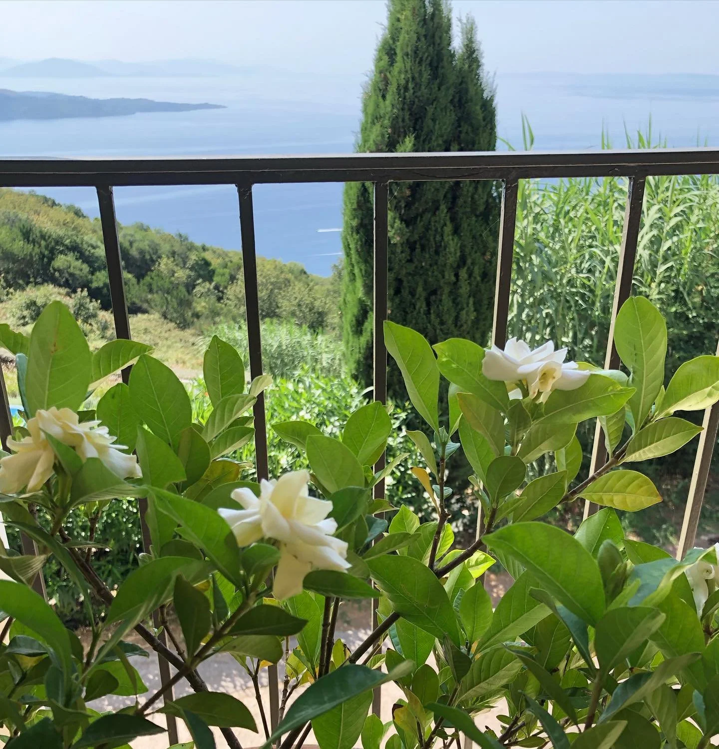 Gardenia is flowering and wafting across our terrace.  MmMmm