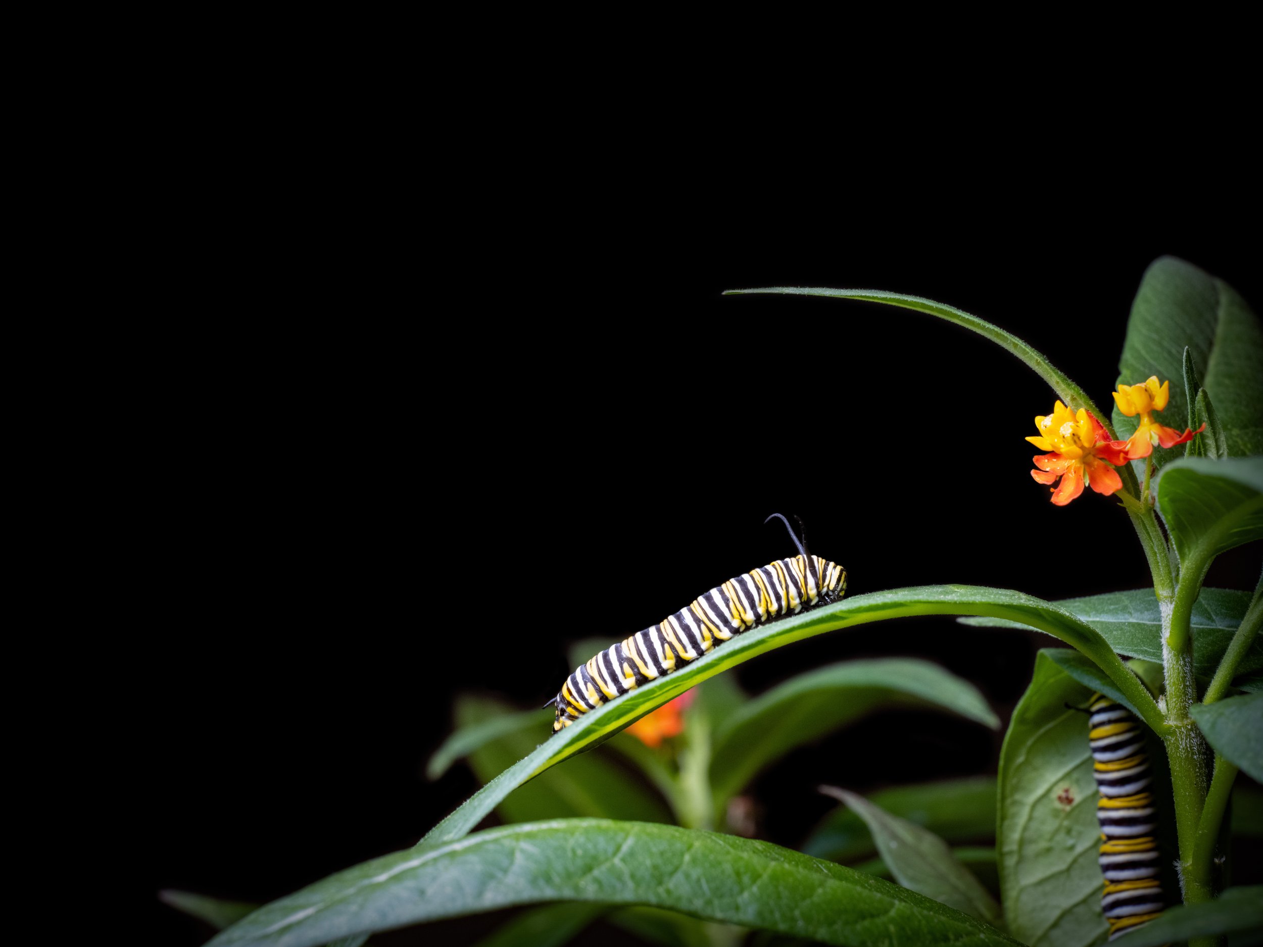 20220423_CaterpillarOnLeaf.jpg